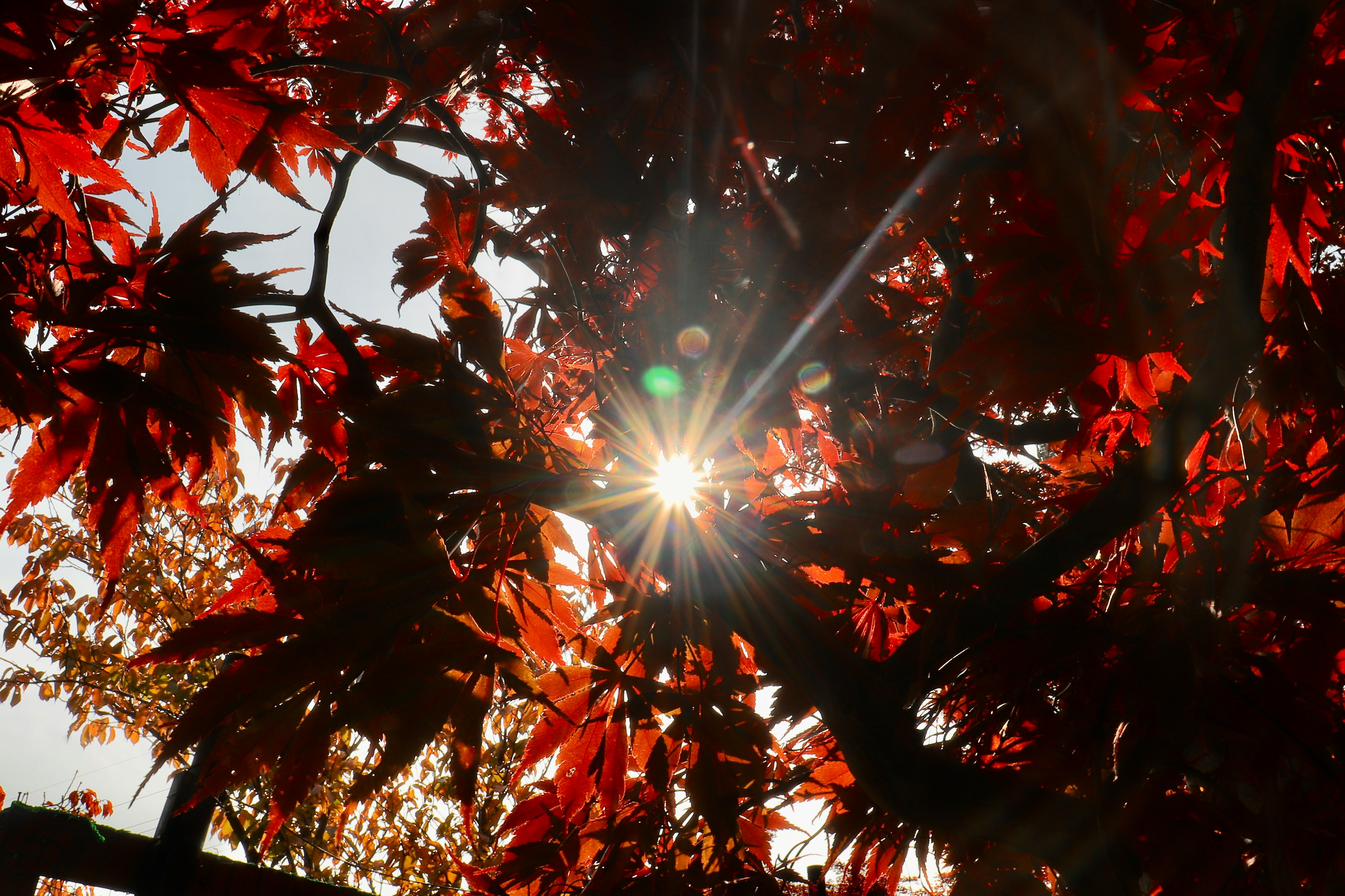 Sunlight shining through red leaves