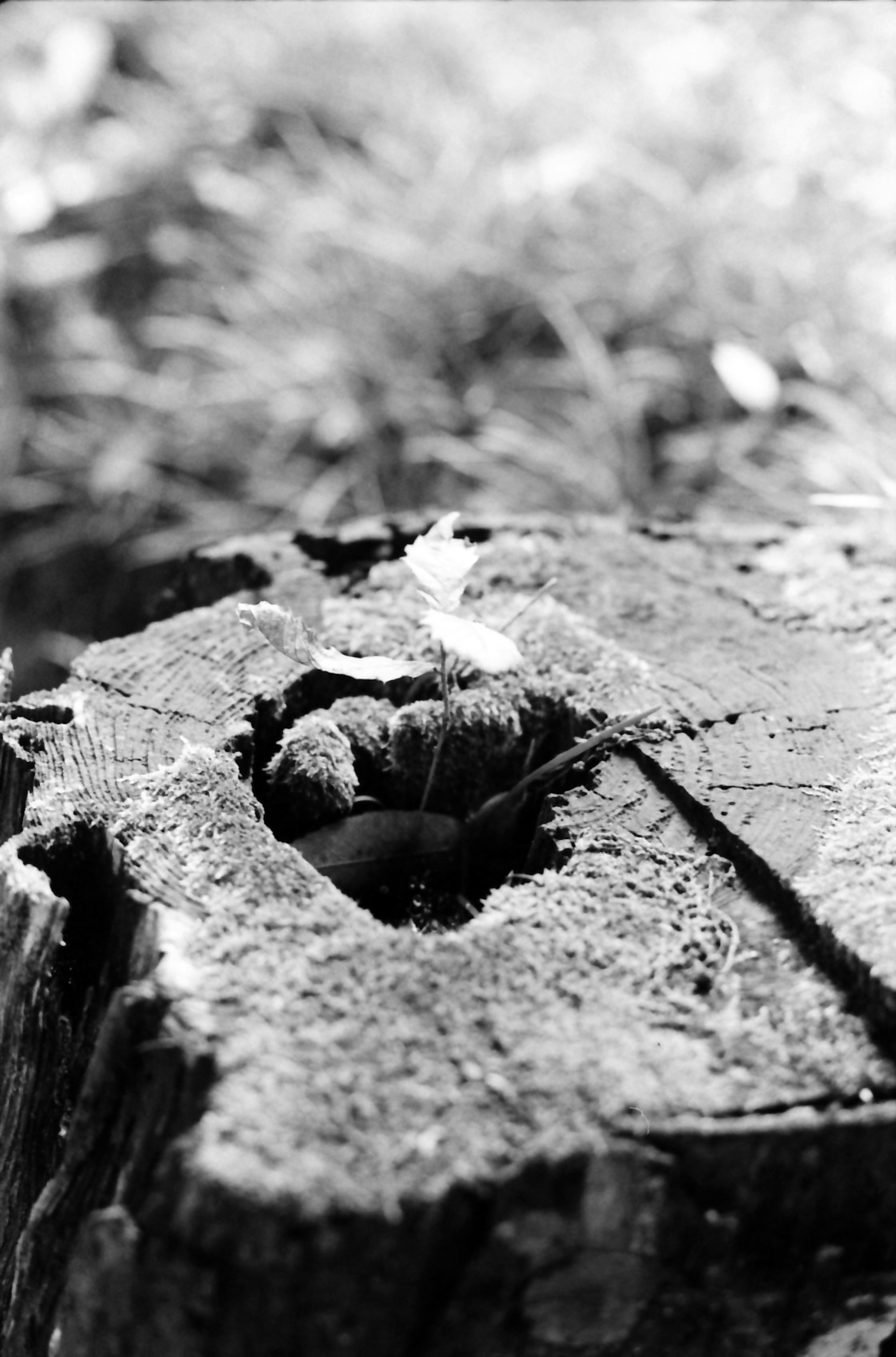 Close-up dari bagian tunggul pohon yang membusuk tertutup lumut