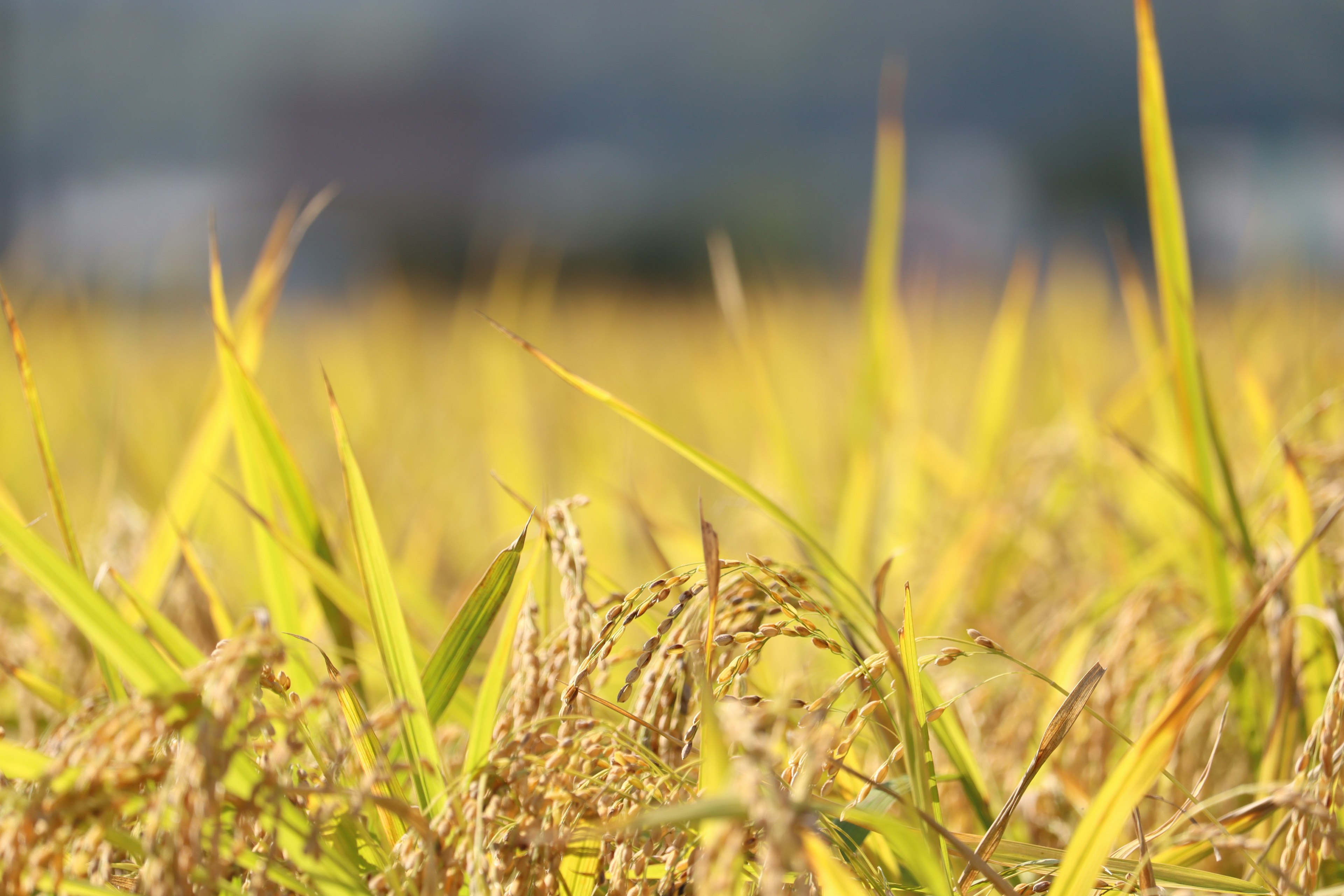 Un campo di steli di riso dorati che ondeggiano nella brezza