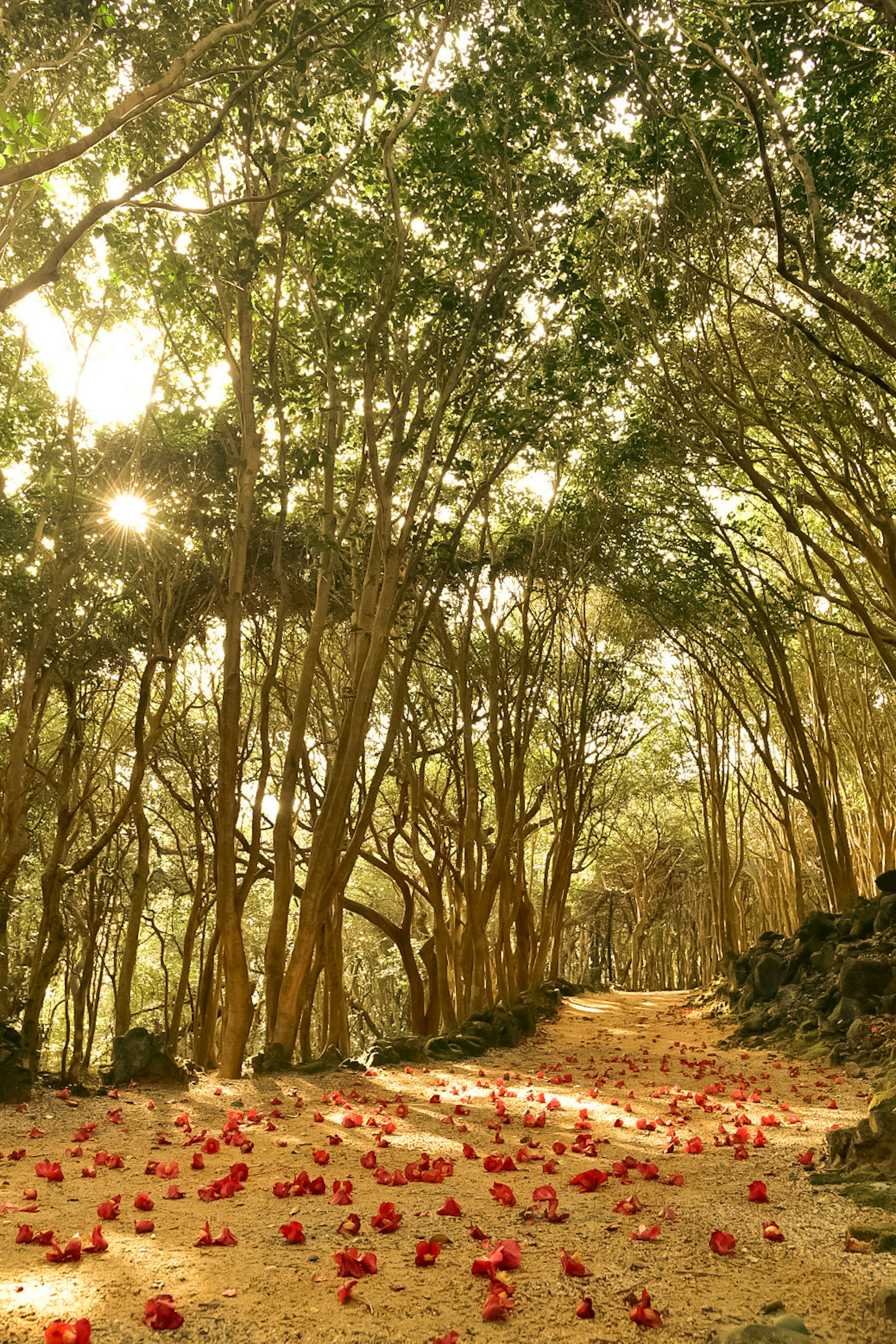 Un sentiero forestale panoramico adornato di petali di fiori rossi e luce soffusa