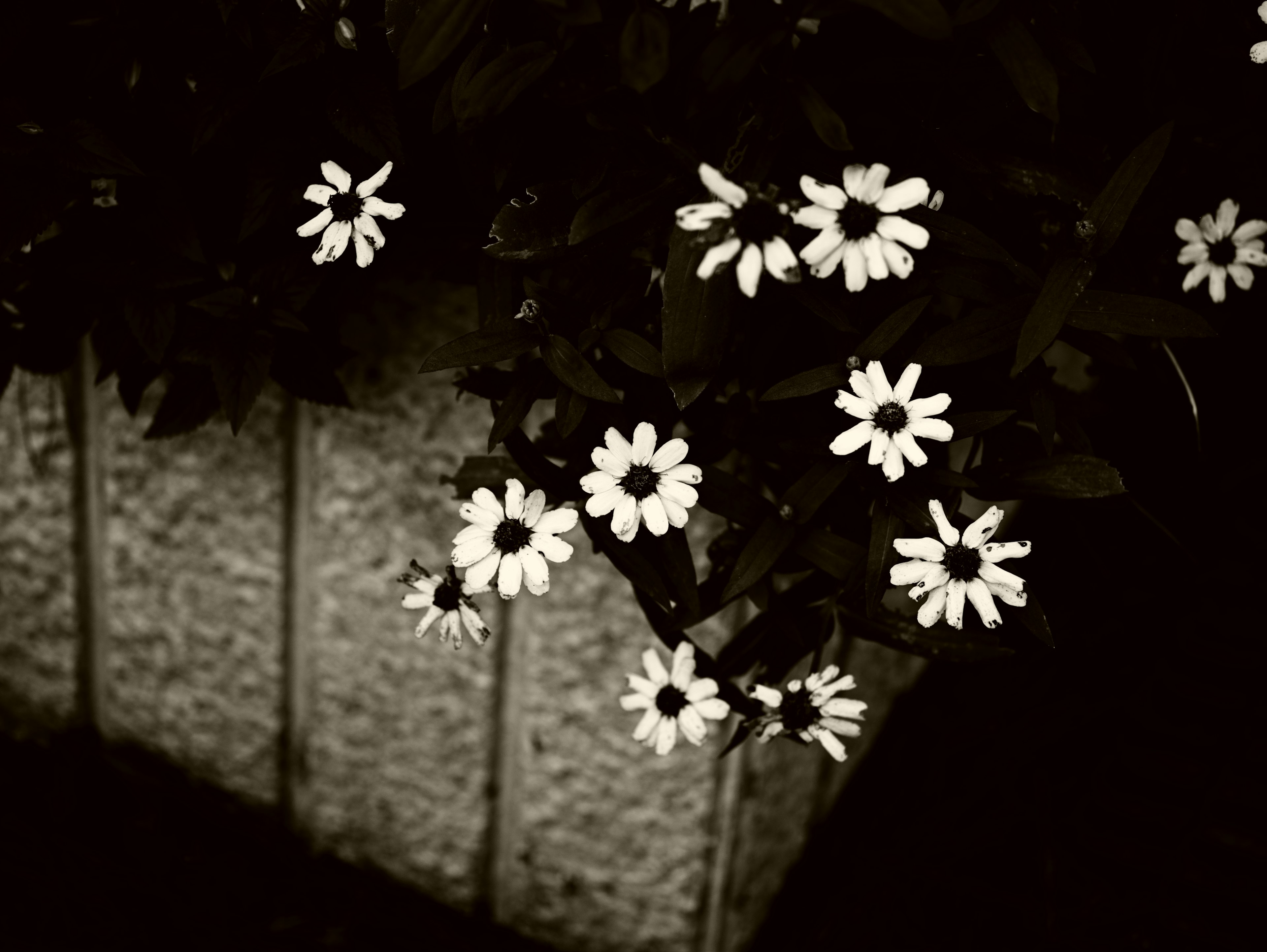 Gros plan sur des fleurs blanches dans un pot contre un fond texturé