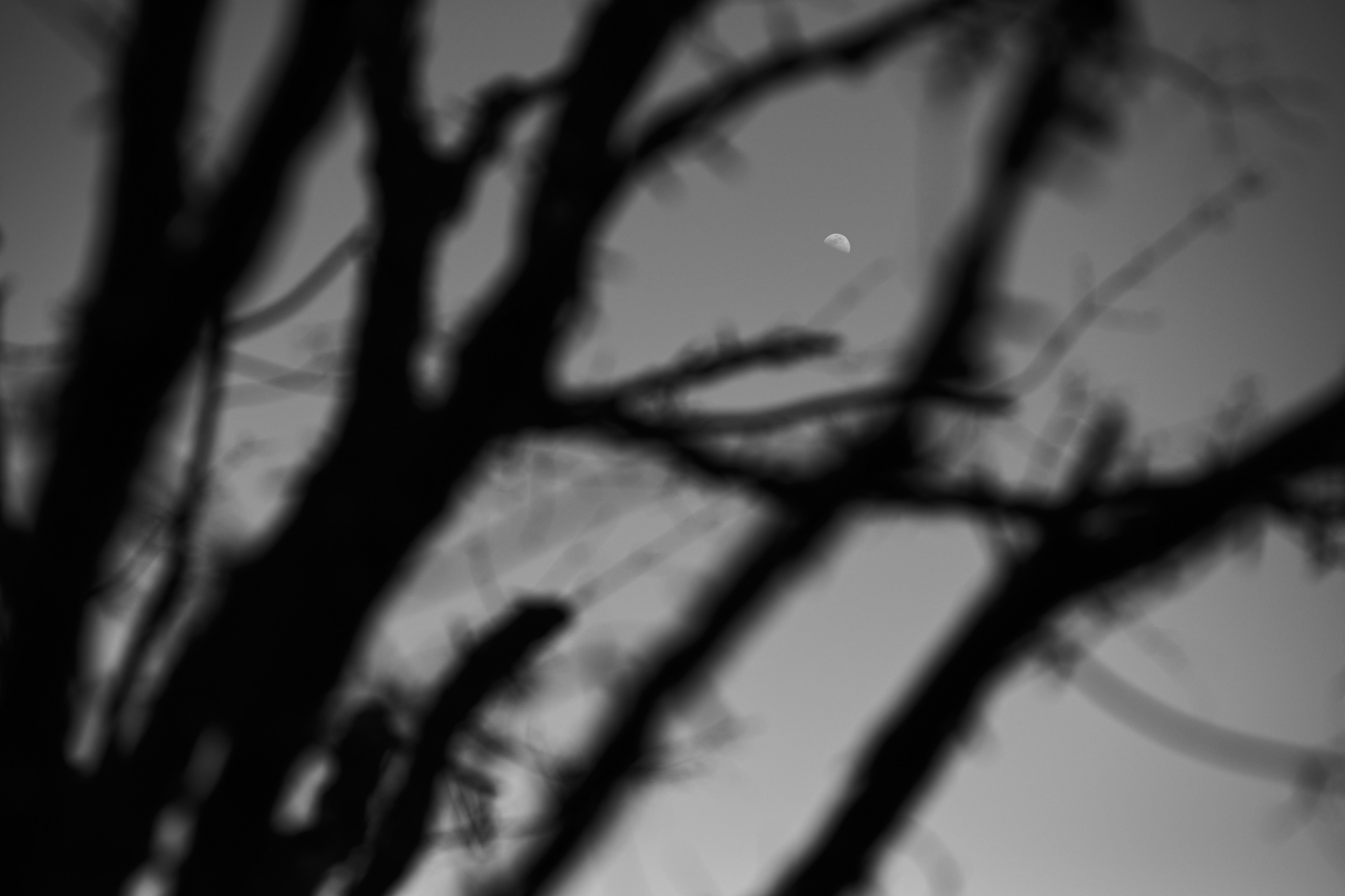 Branches d'arbre en silhouette contre un ciel nocturne avec une petite lune