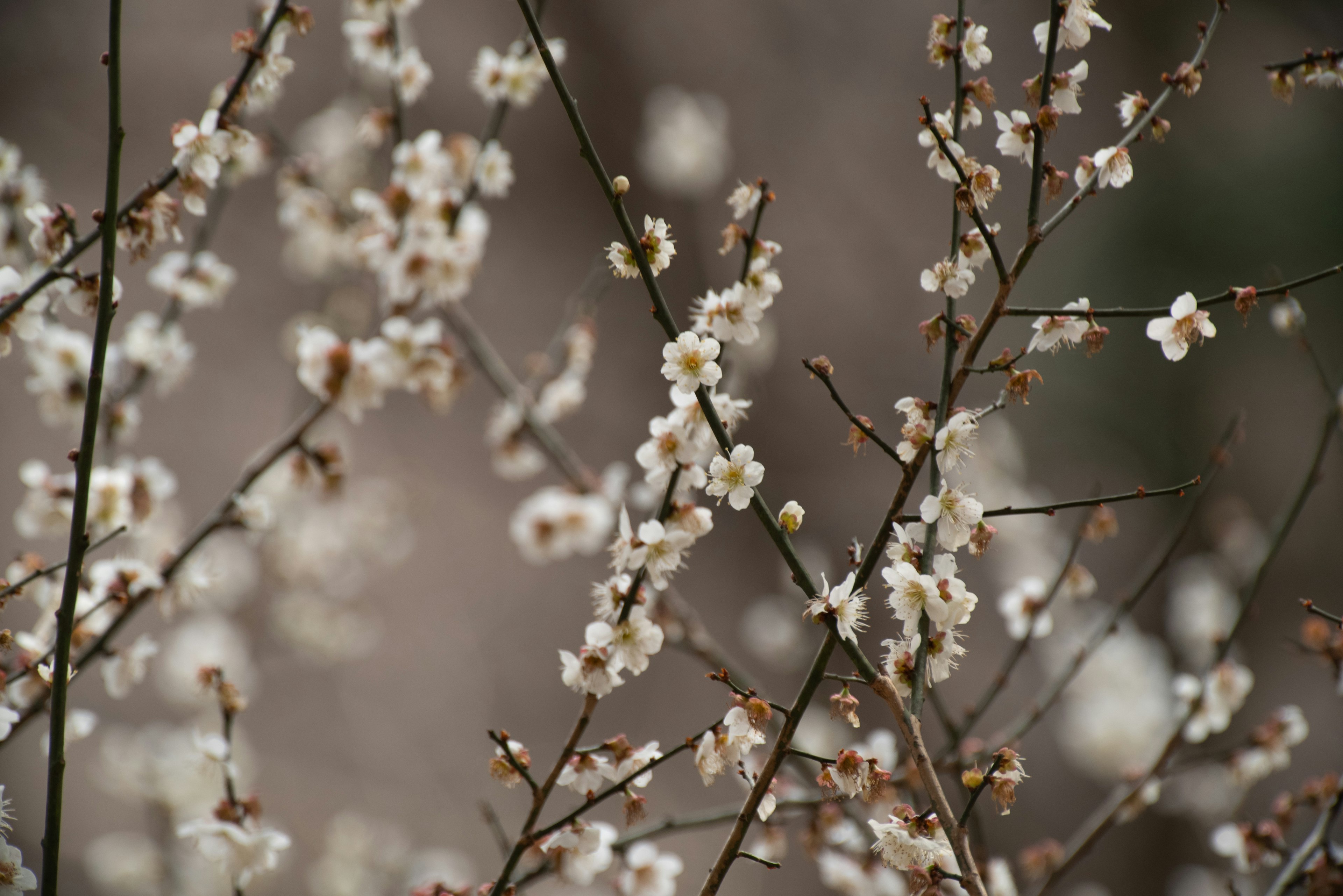 Nahaufnahme von zarten weißen Blüten an schlanken Zweigen