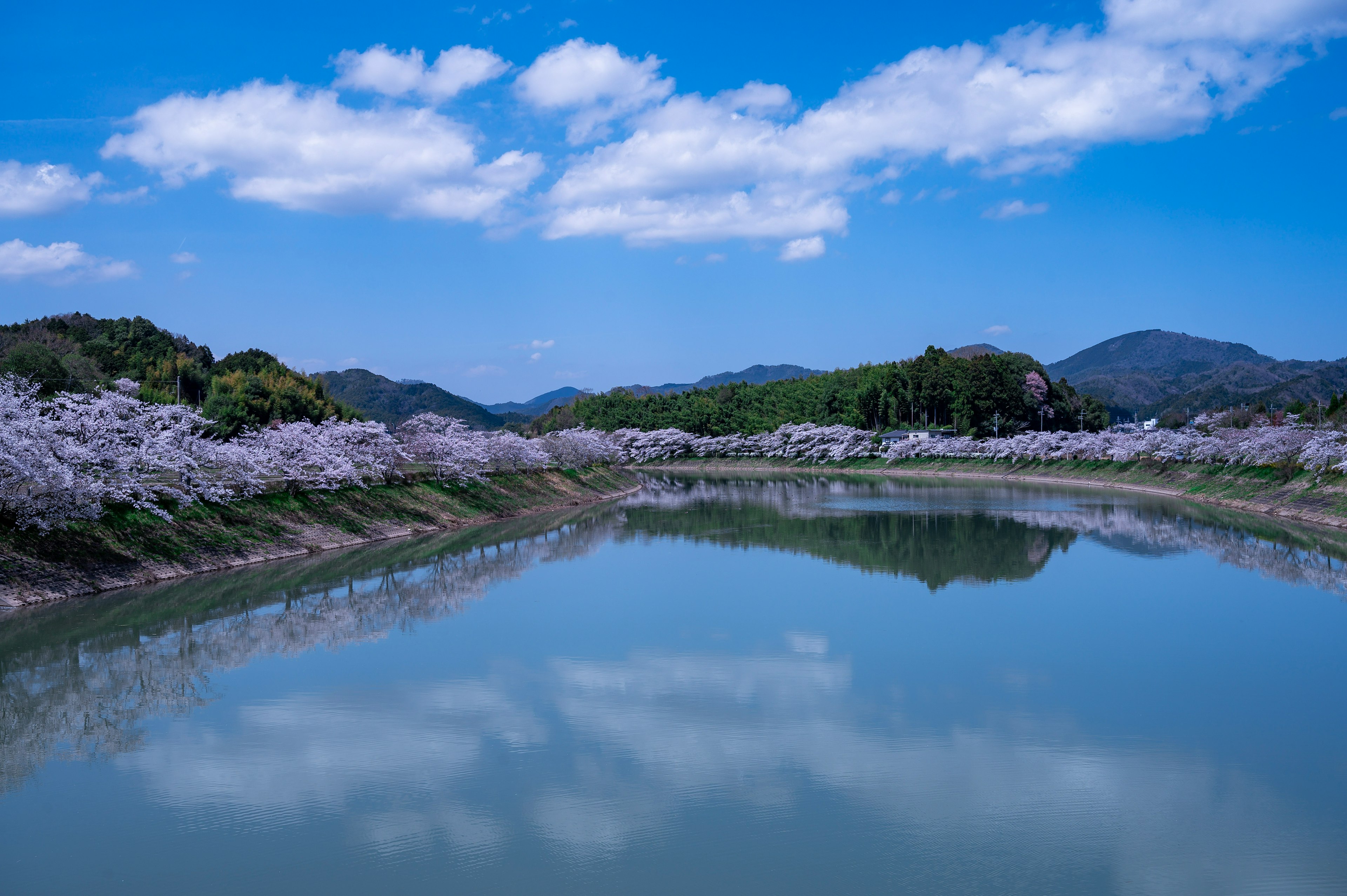 Pemandangan tenang dengan permukaan air tenang yang mencerminkan langit biru dan awan dikelilingi oleh pohon sakura