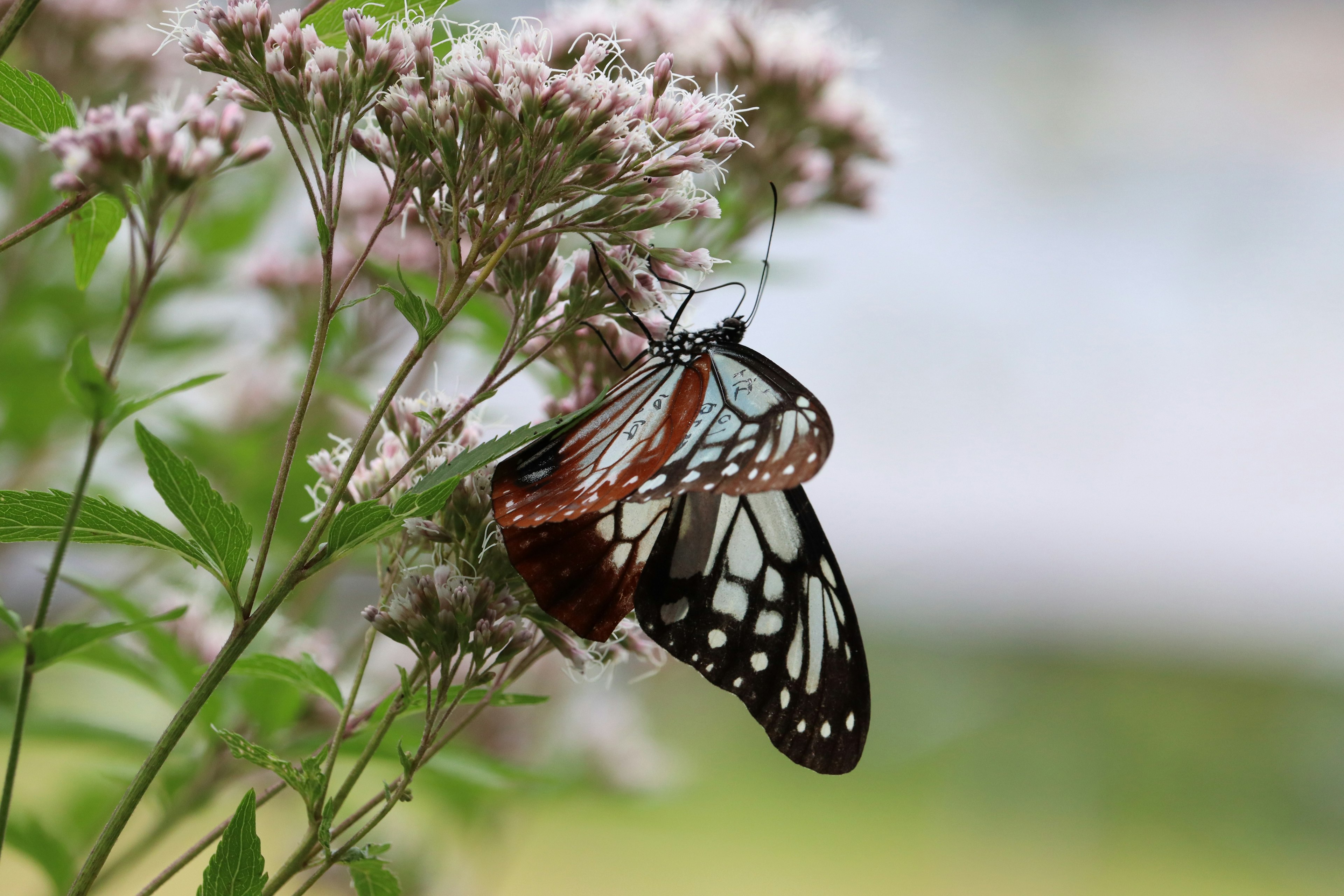 Un beau papillon se reposant sur des fleurs