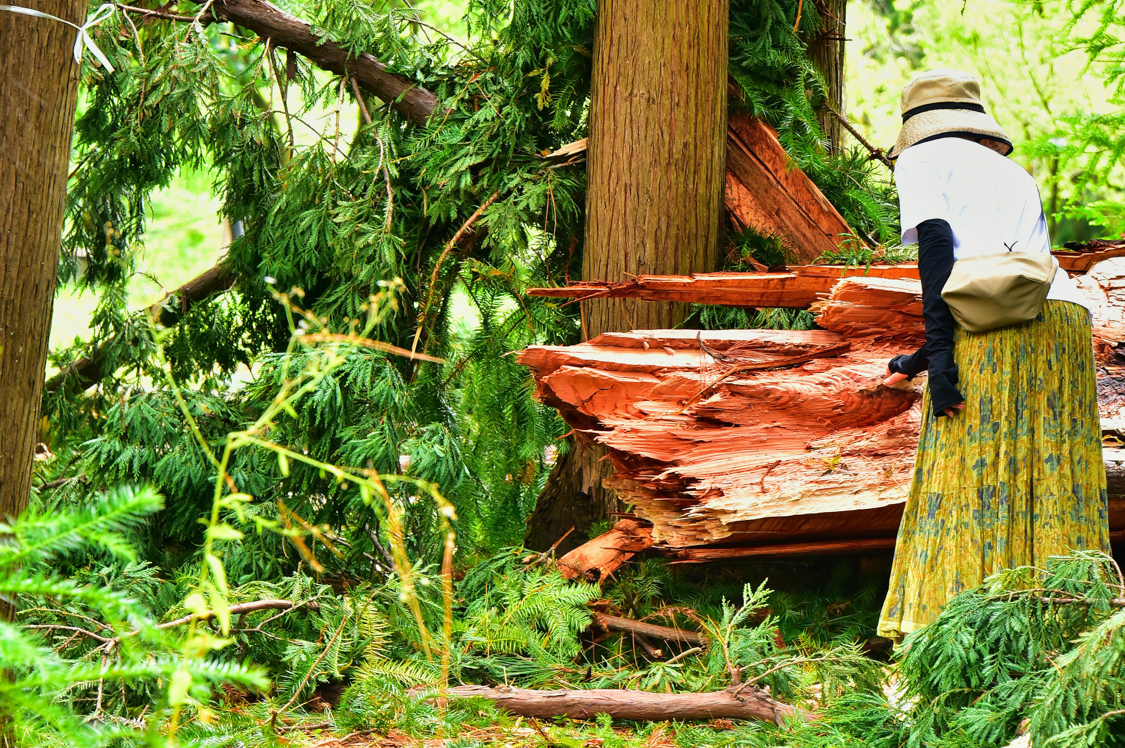 Woman working near a fallen tree surrounded by greenery