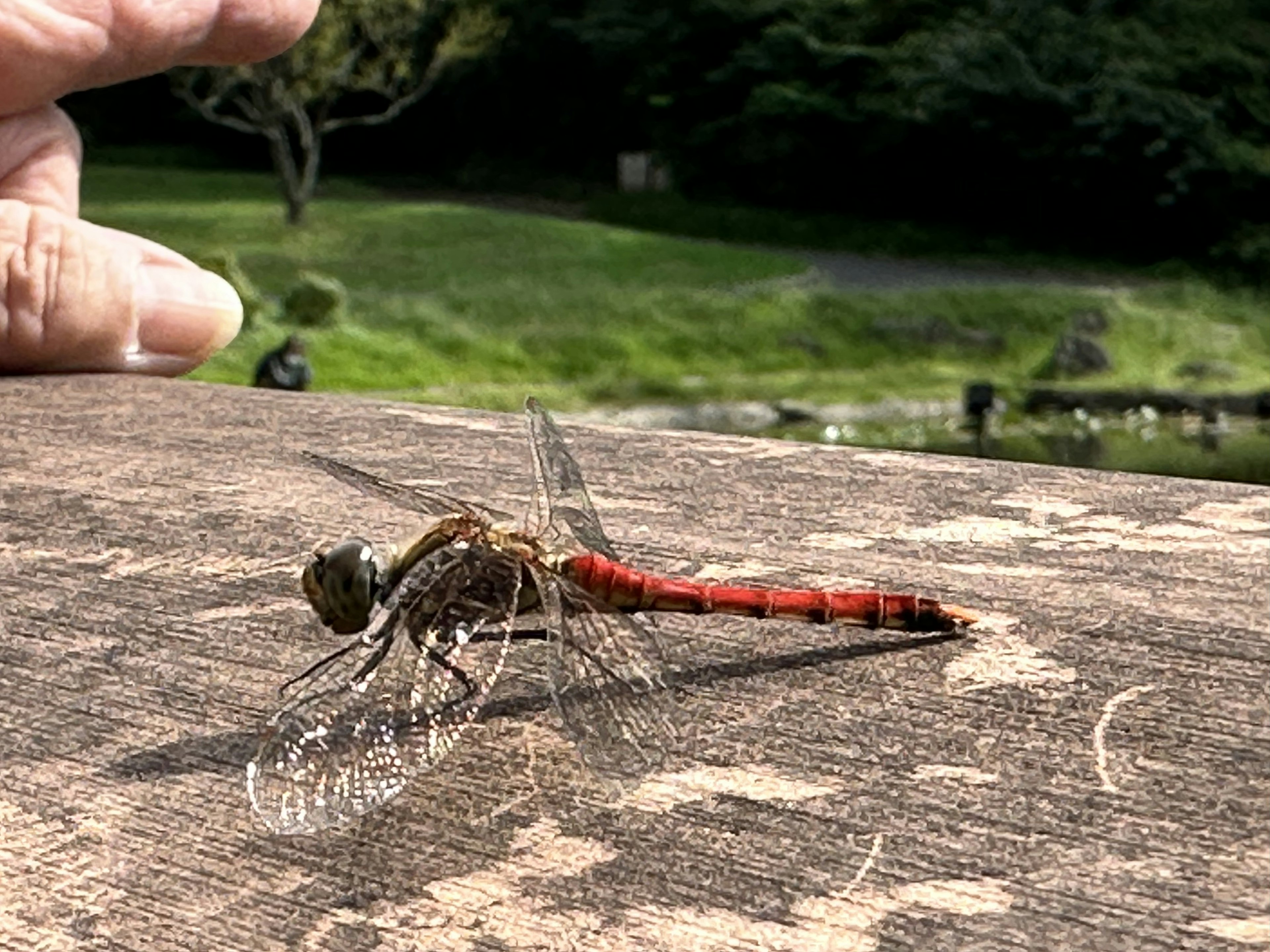 Primer plano de una libélula con una cola roja y una mano en un entorno natural