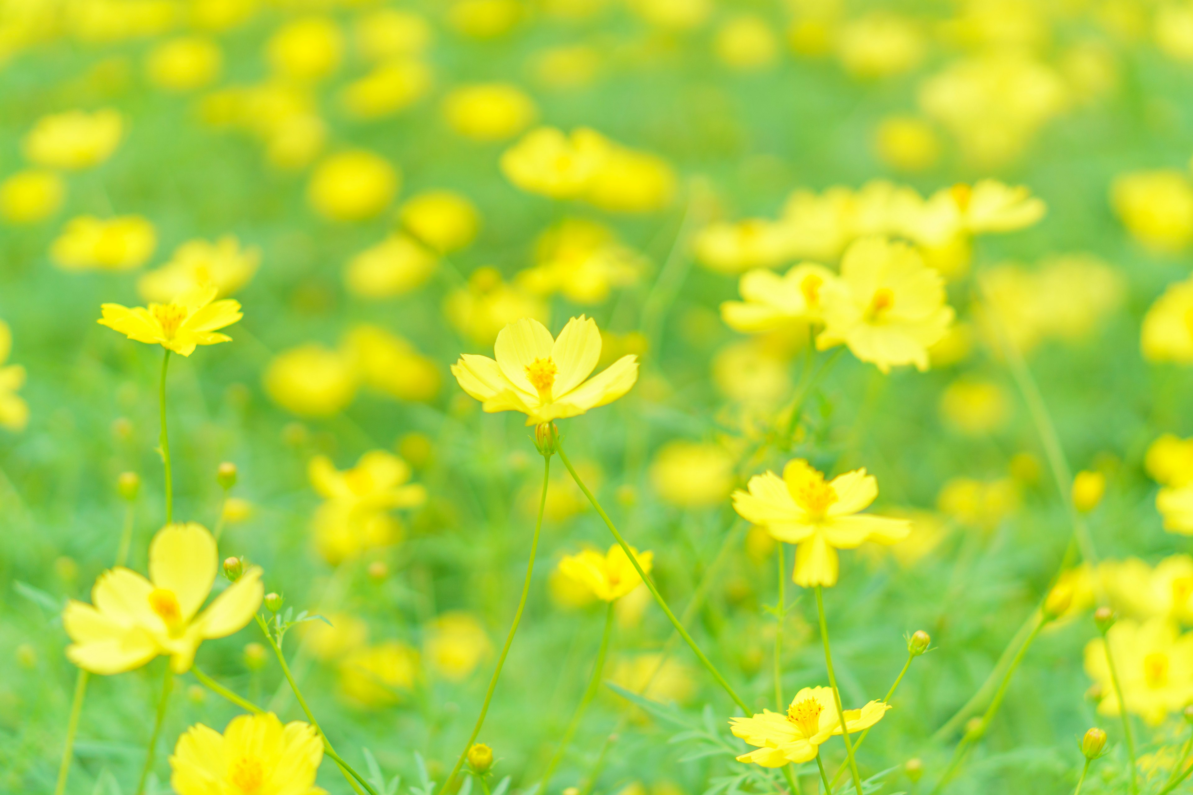 Un campo vibrante di fiori gialli in un paesaggio verde