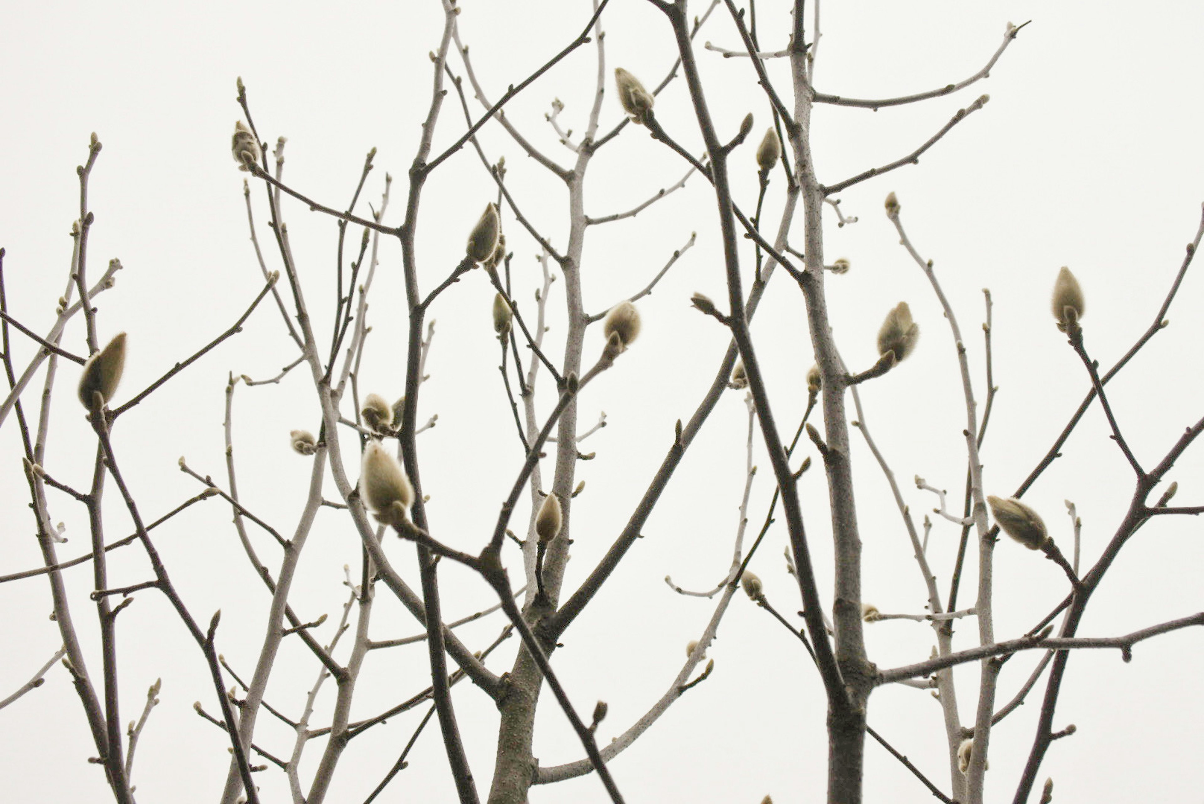 Imagen de ramas de árbol con pequeños brotes sobre un fondo pálido