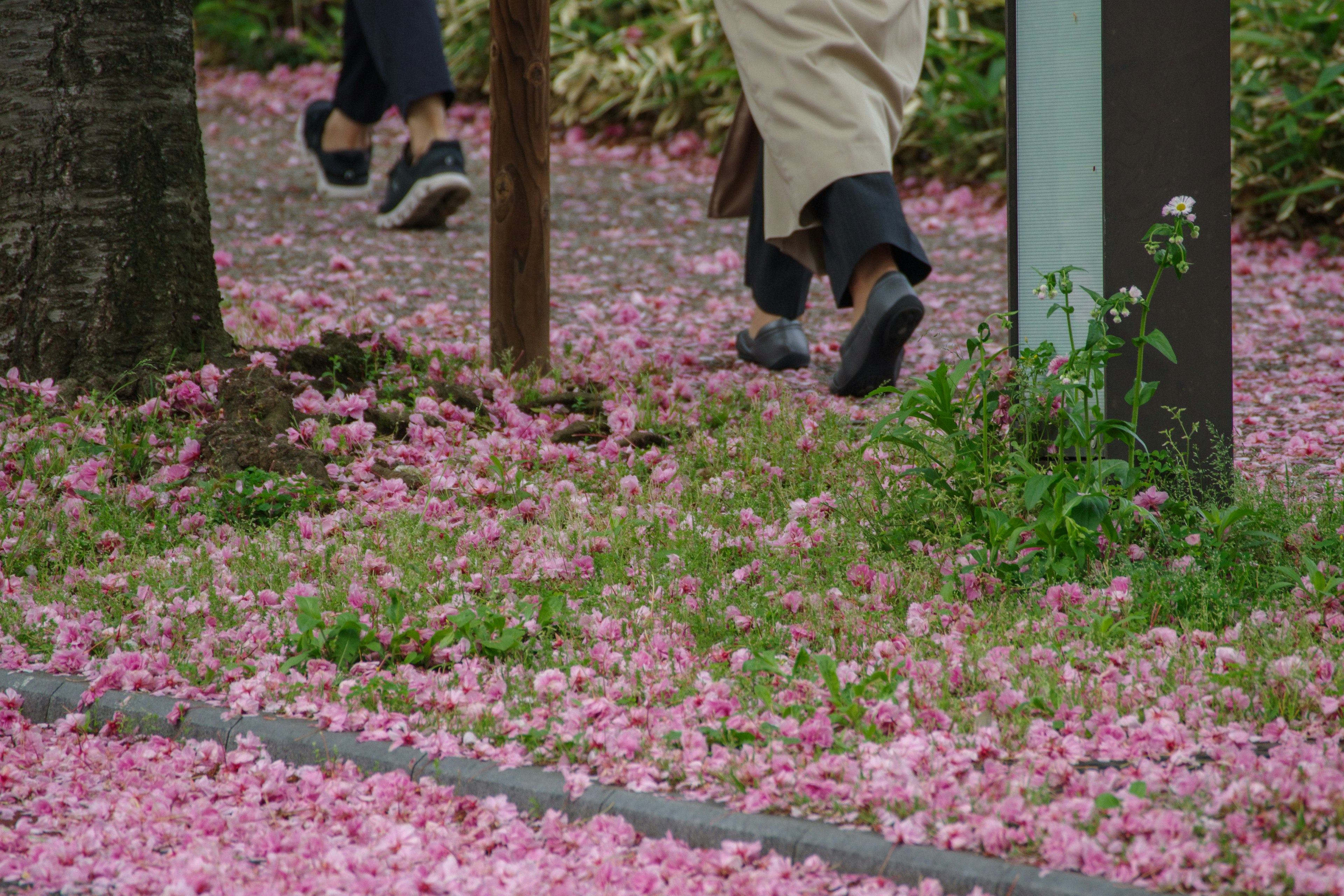 Personas caminando por un camino cubierto de pétalos de flores de cerezo