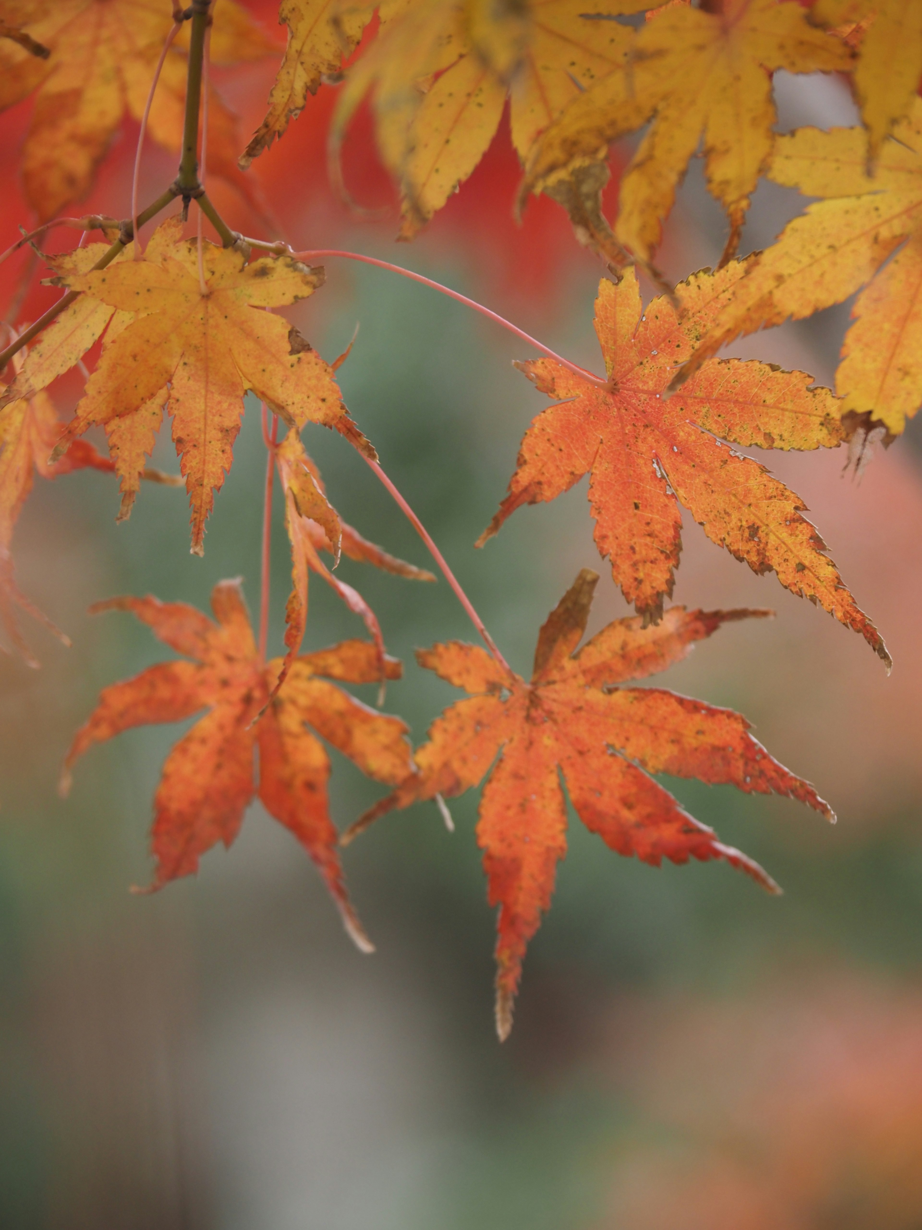 Lebendige orange und gelbe Herbst-Ahornblätter hängen an Ästen