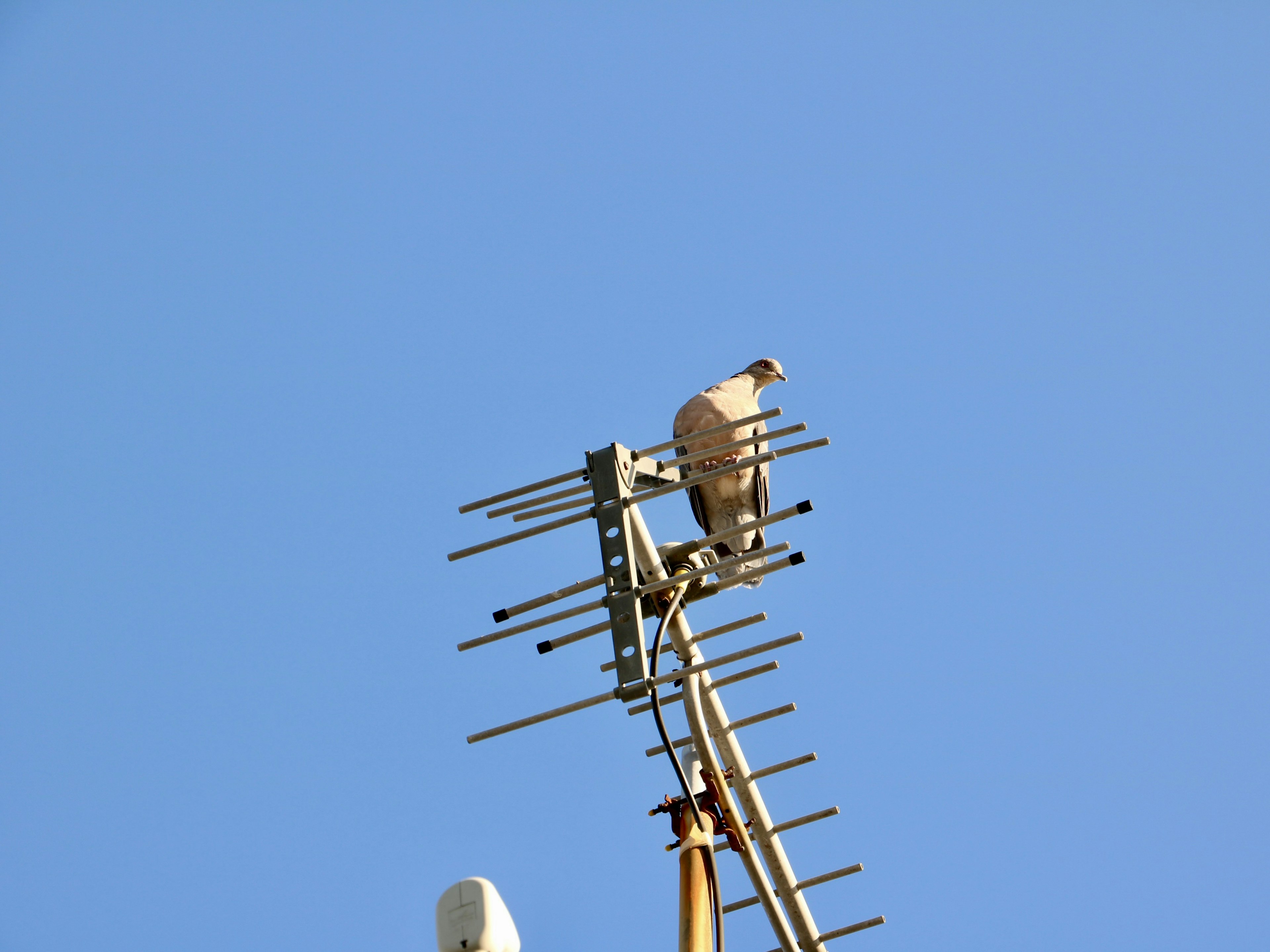 Bird perched on an antenna against a clear blue sky