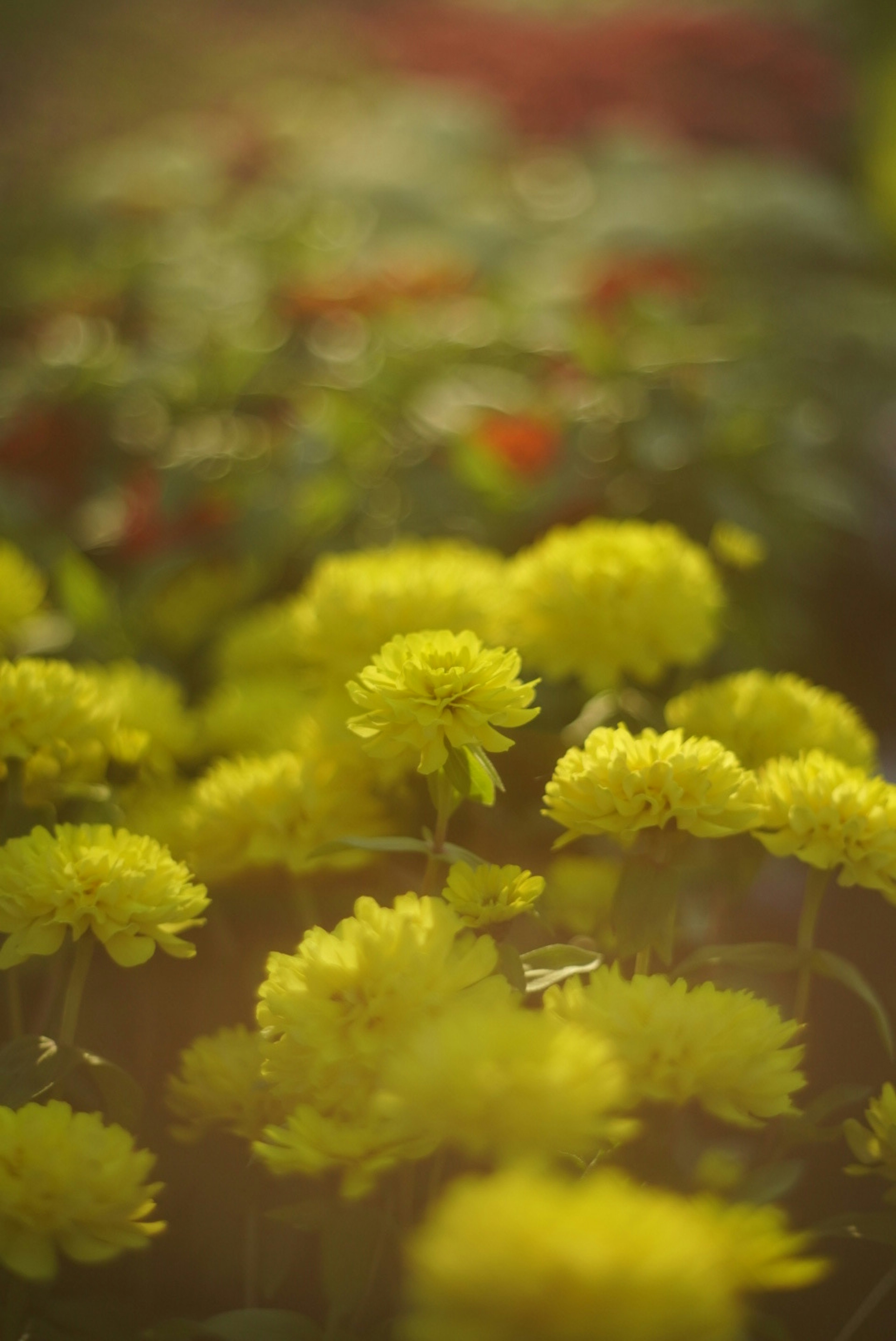 ดอกไม้สีเหลืองสดใสอยู่ในโฟกัสพร้อมกับดอกไม้สีแดงเบลออยู่ด้านหลัง