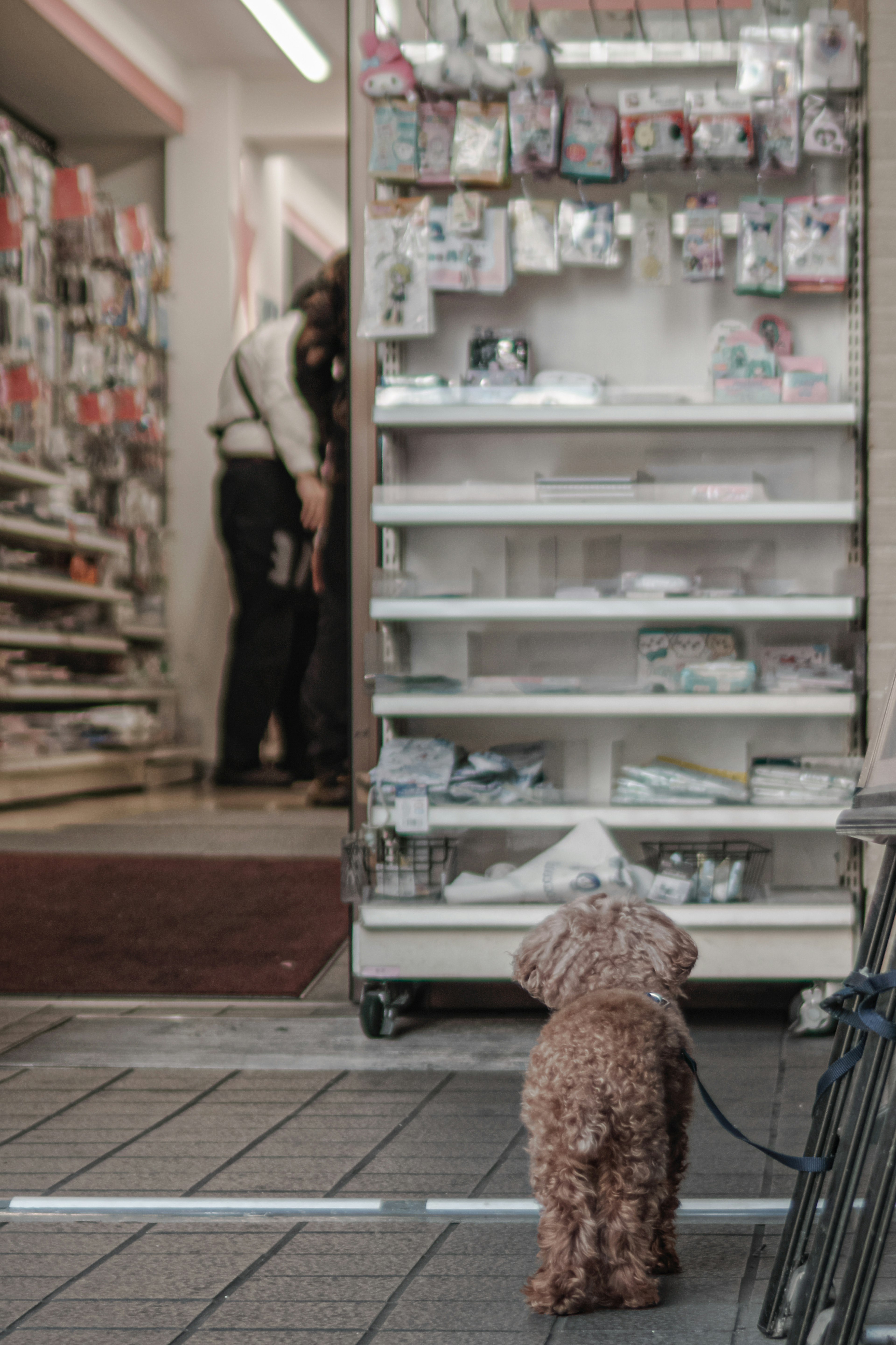 Ein kleiner Hund schaut sich ein Ausstellungsregal vor einem Geschäft an