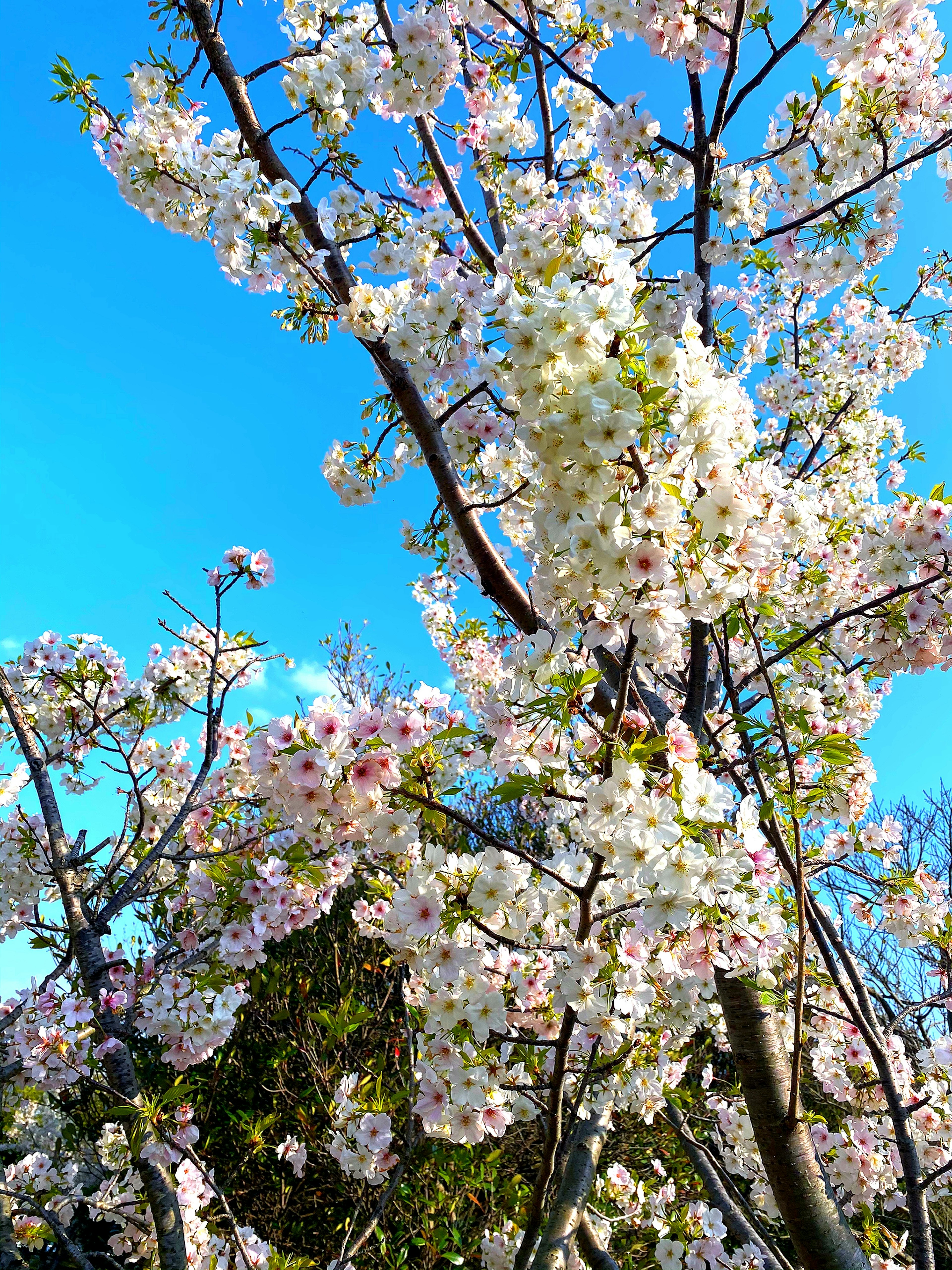 Pohon sakura mekar penuh di bawah langit biru