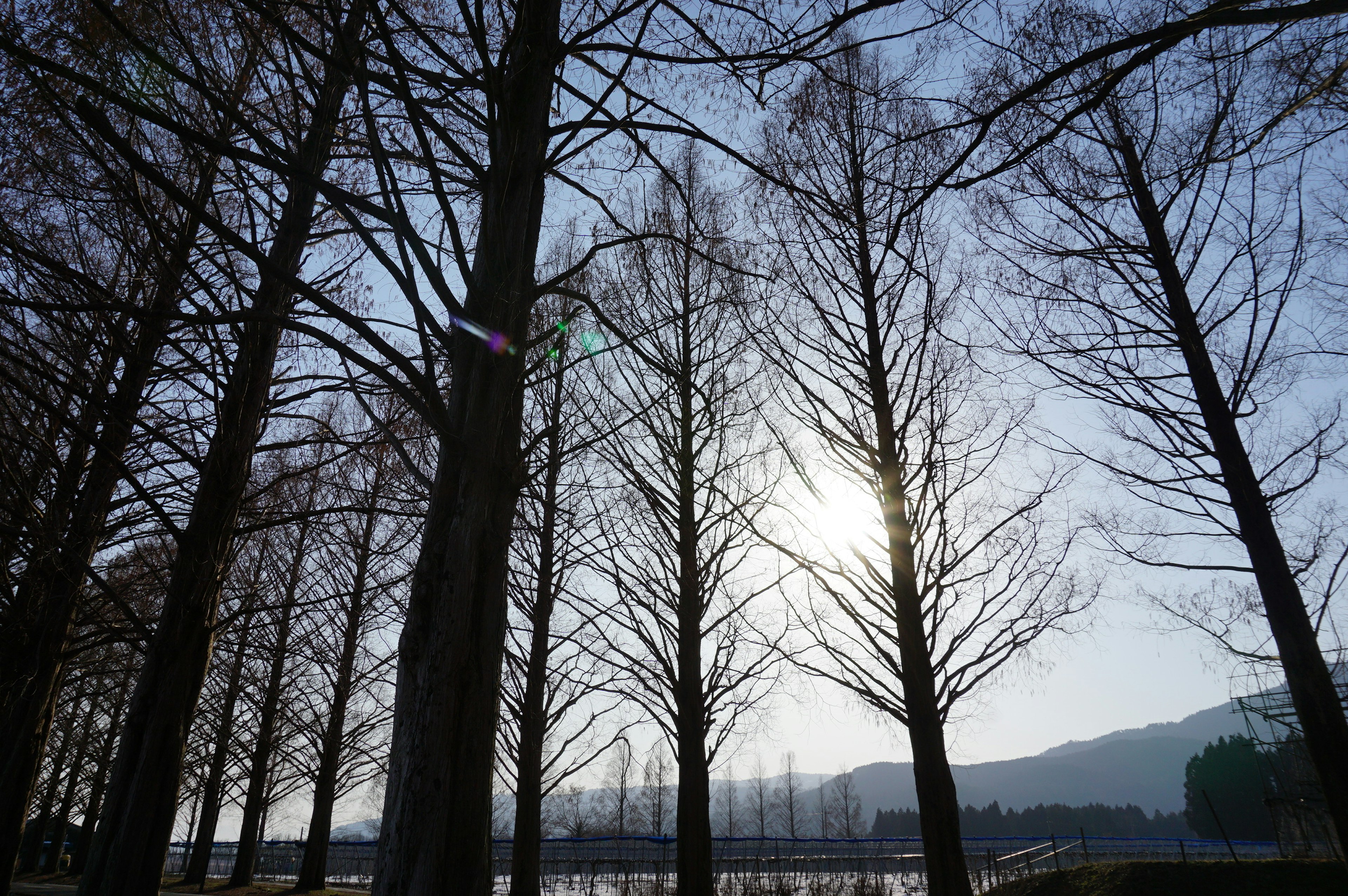 Silhouette of trees with sunlight filtering through