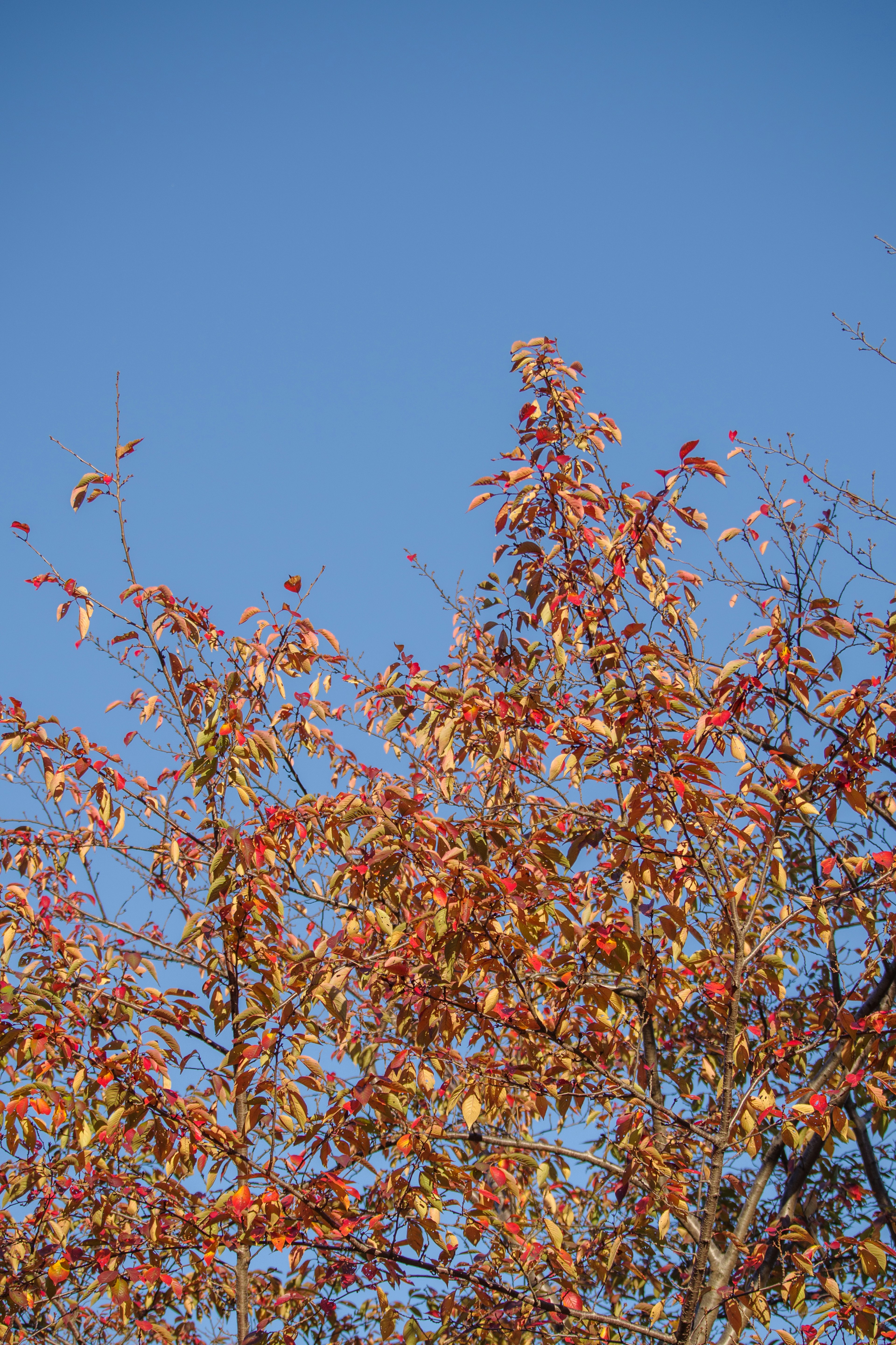 Albero con foglie autunnali colorate contro un cielo blu