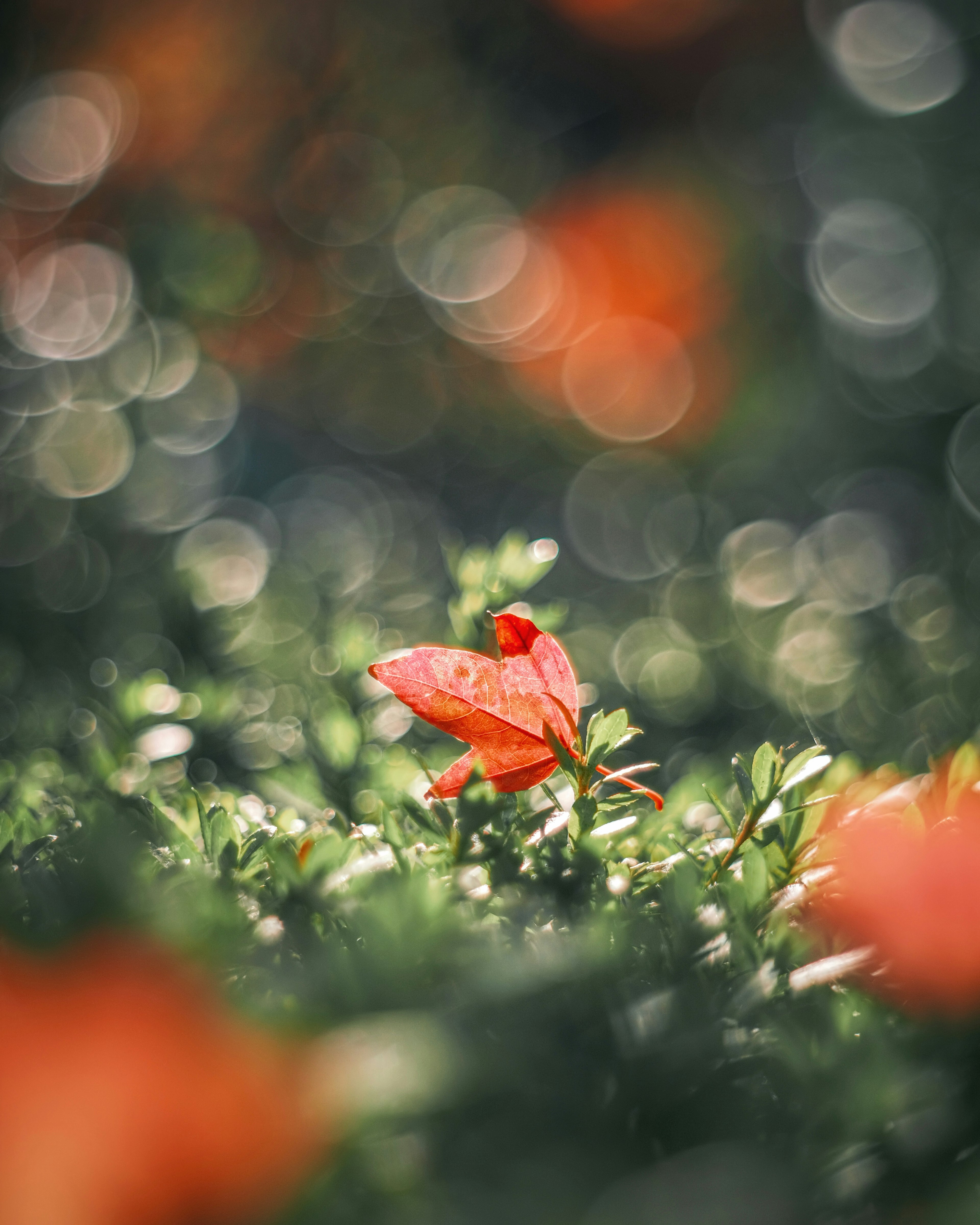 Fiore rosso vibrante tra foglie verdi lussureggianti con uno sfondo sfocato morbido