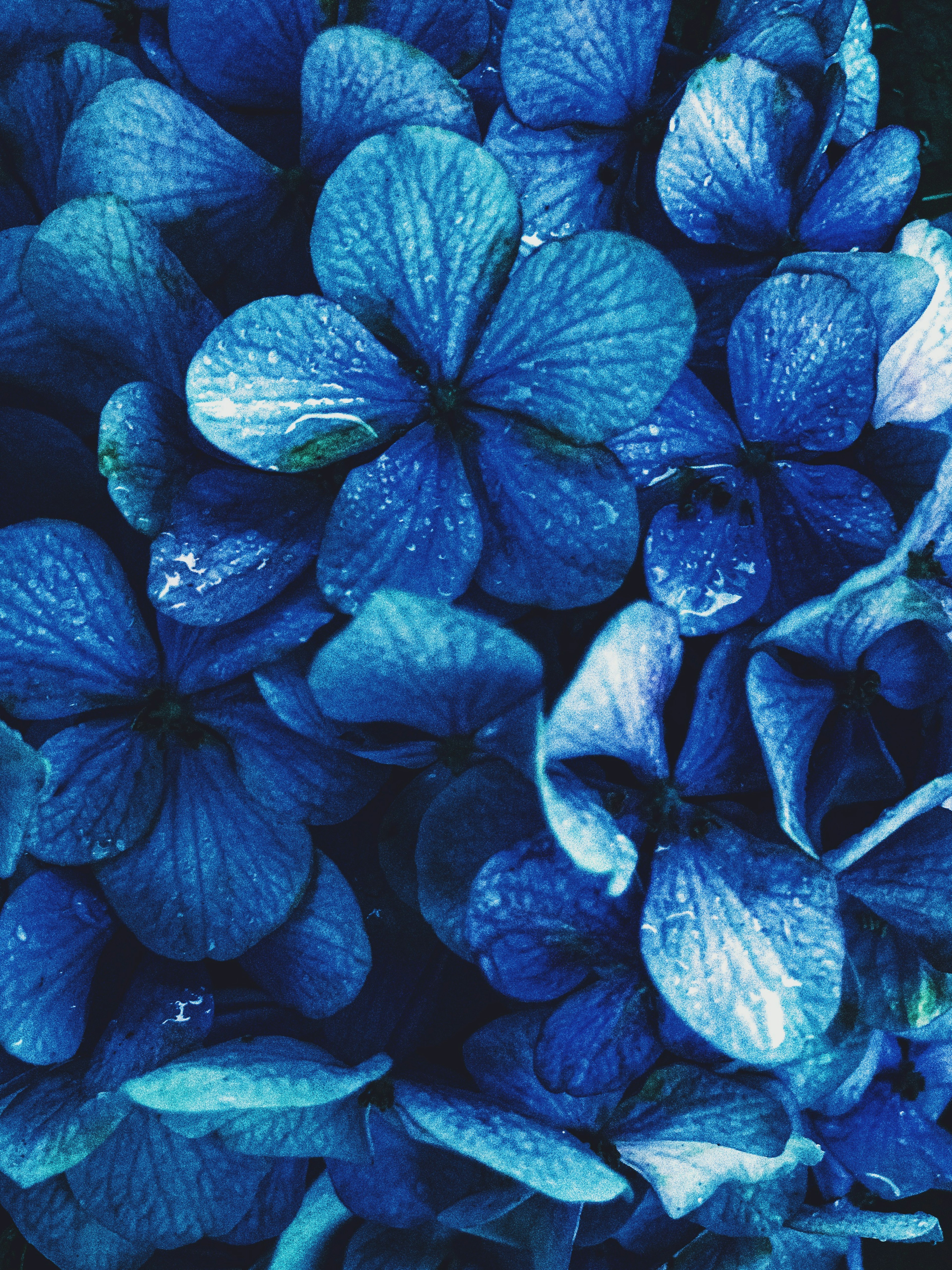 Gros plan de belles pétales de fleurs bleues disposées densément