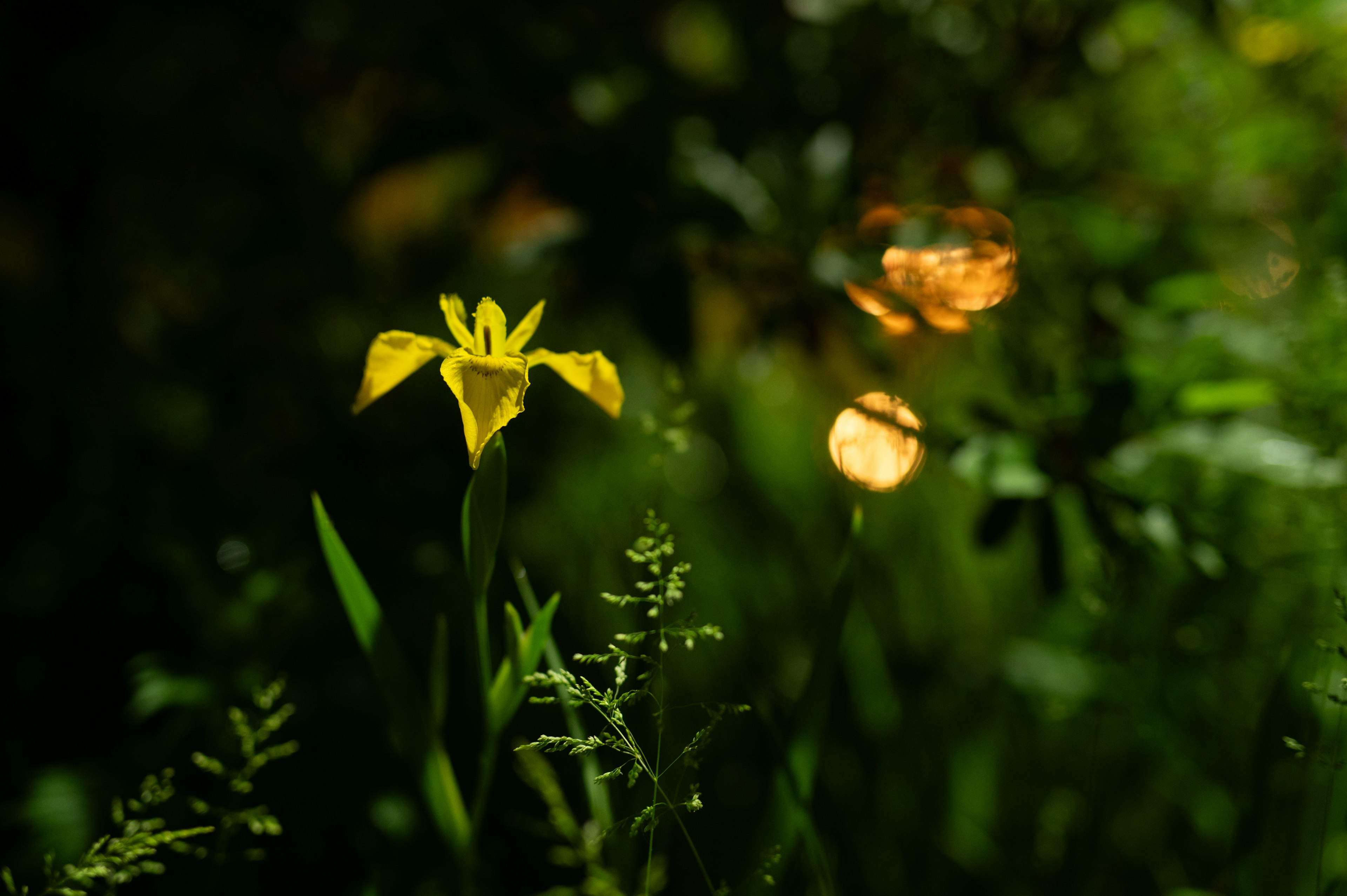 Nahaufnahme einer lebhaften gelben Blume vor einem dunklen Hintergrund mit grünen Blättern und verschwommenem Licht