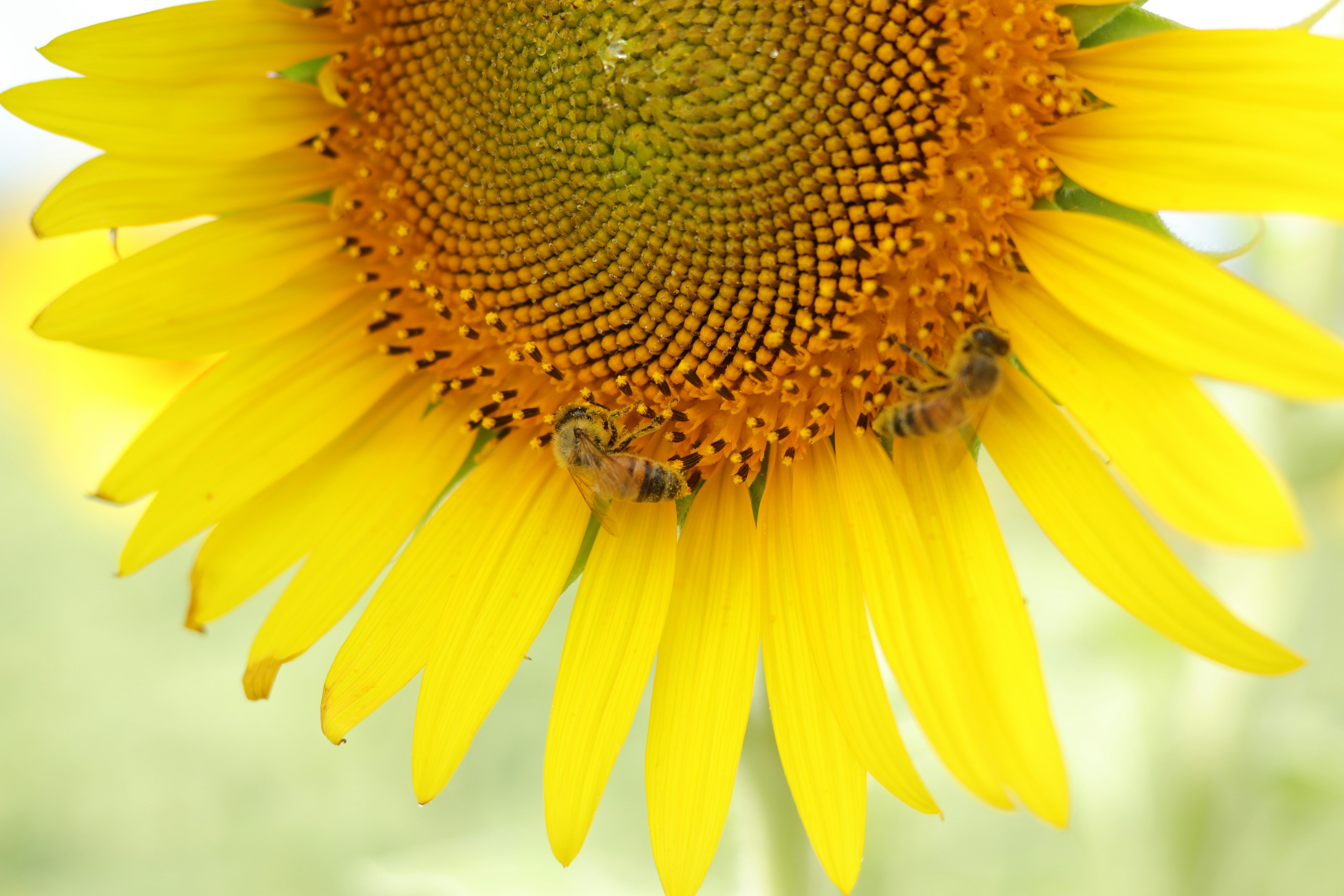 Close-up of a vibrant sunflower with visible petals and intricate center details