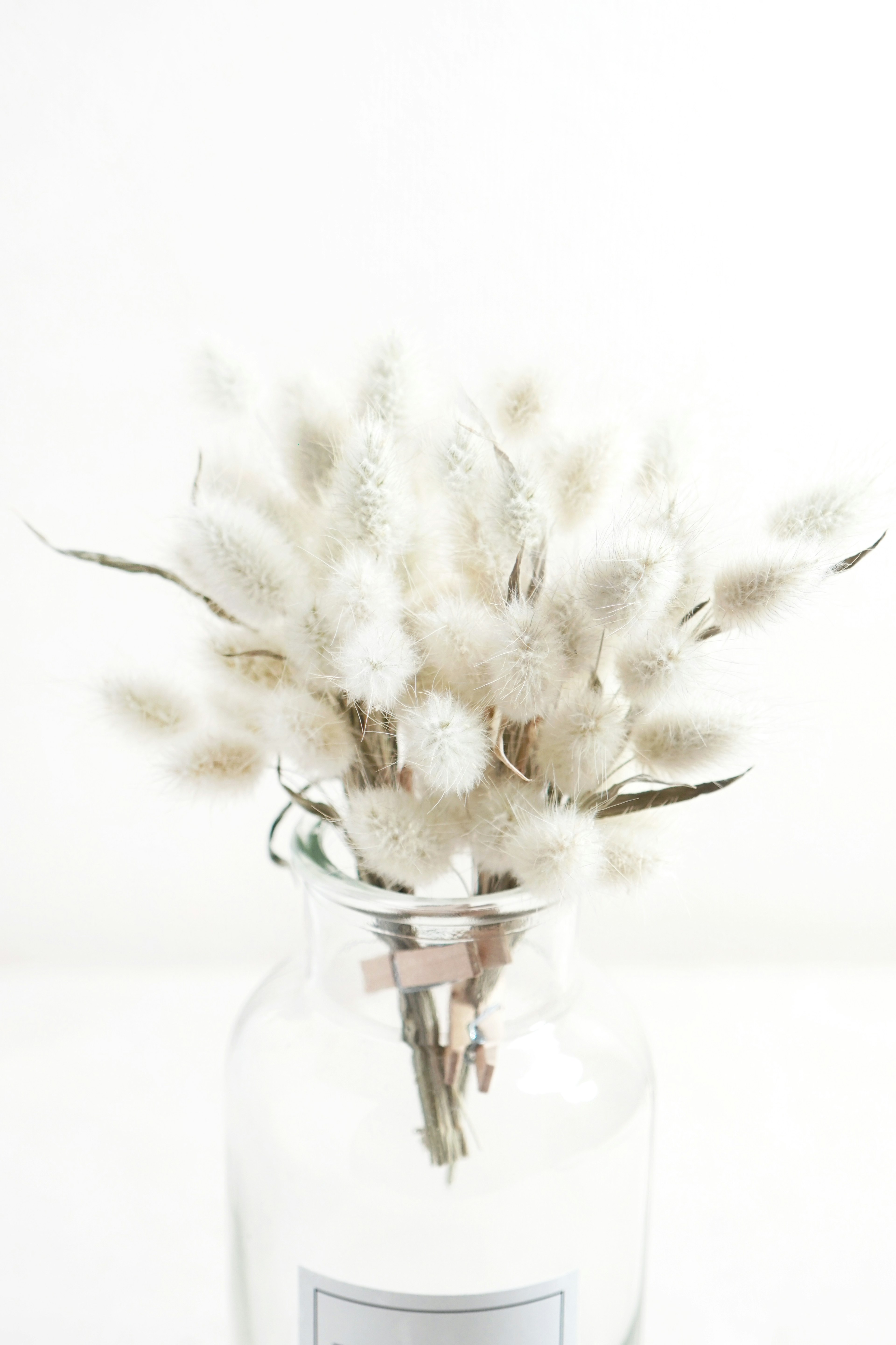 Un bouquet de fleurs séchées blanches dans un pot transparent sur fond blanc