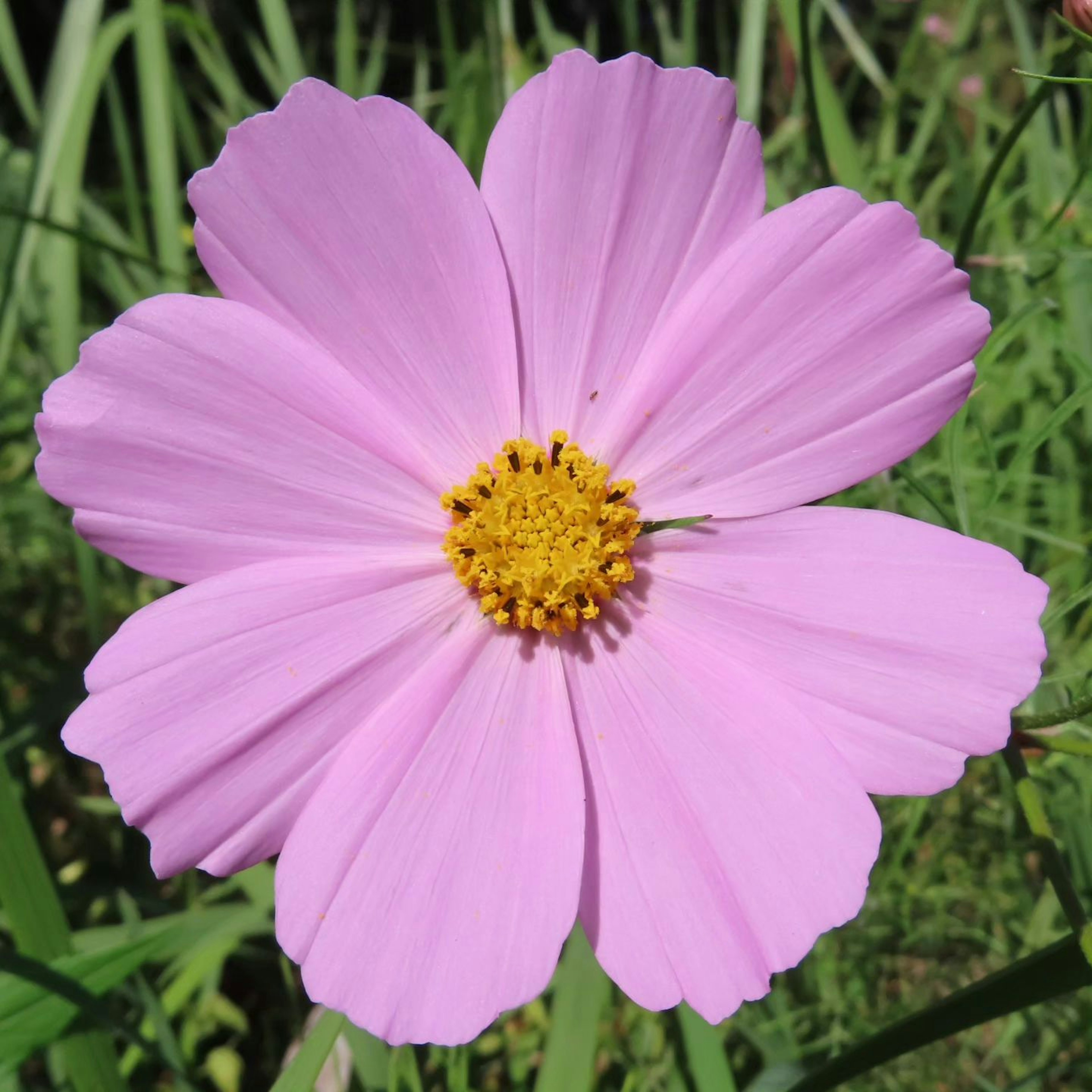 Eine schöne rosa Kosmosblume blüht zwischen grünem Gras