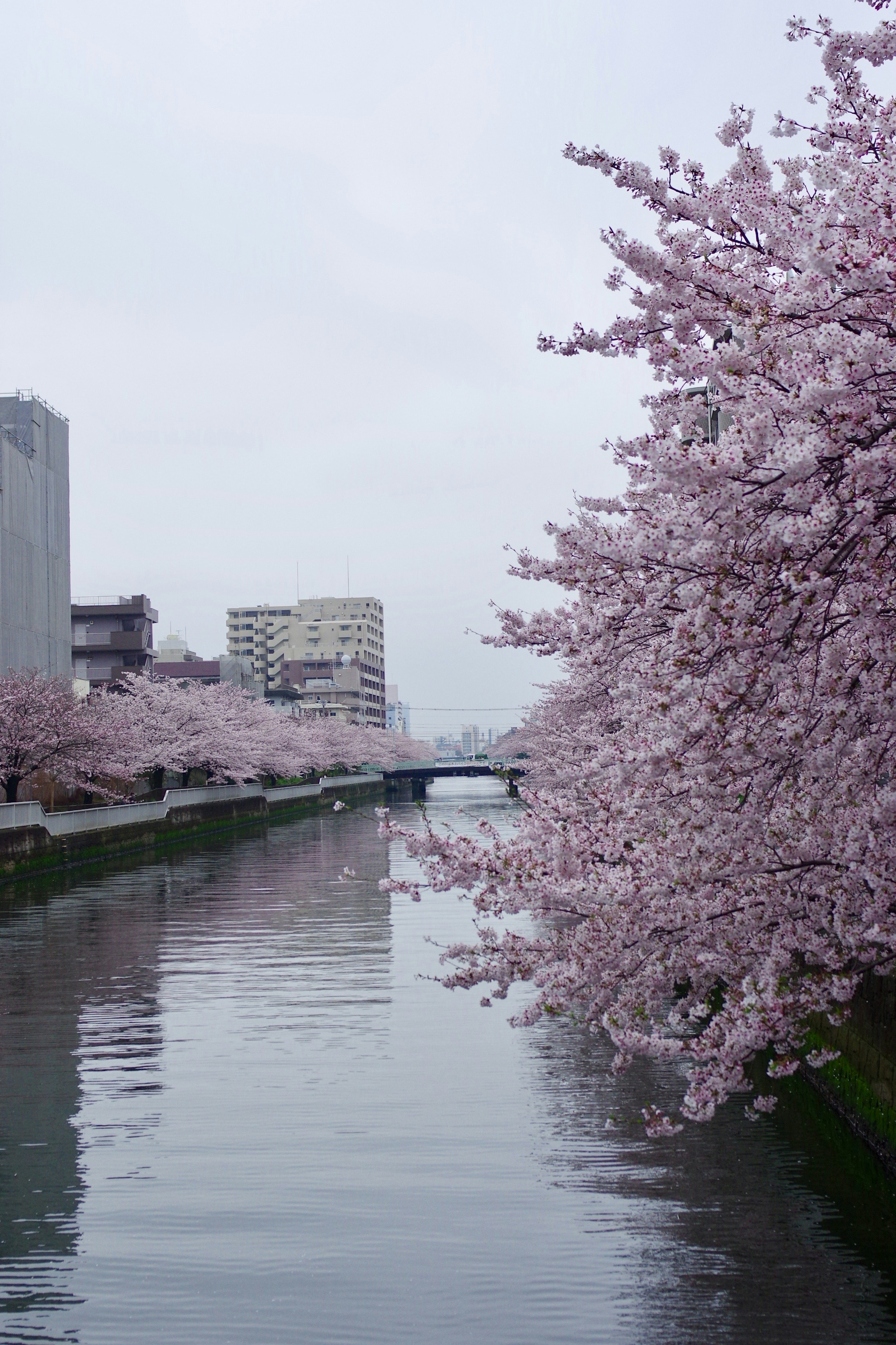 Pohon sakura berbunga di tepi sungai dengan gedung kota di latar belakang