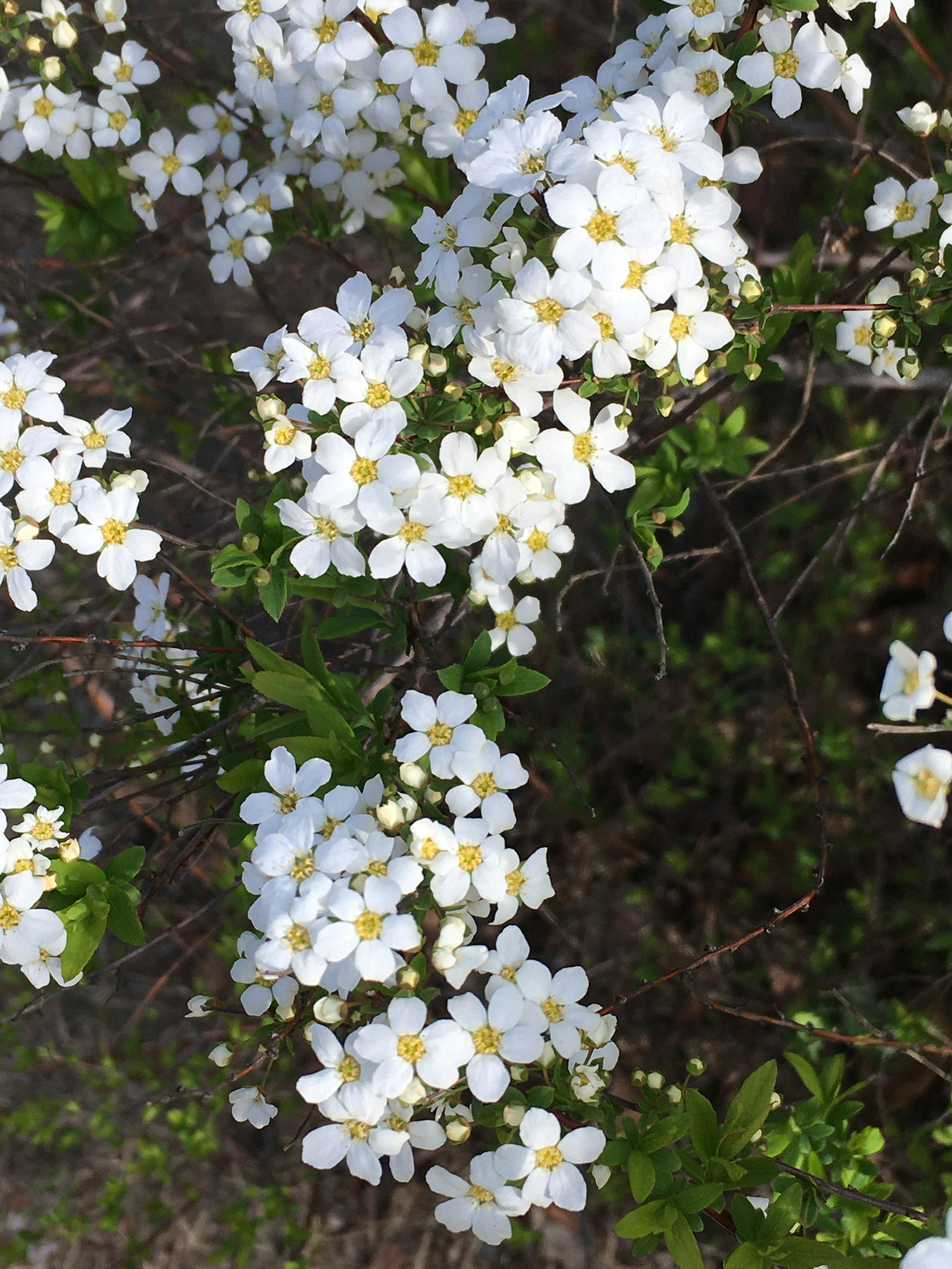 Close-up of branches with blooming white flowers