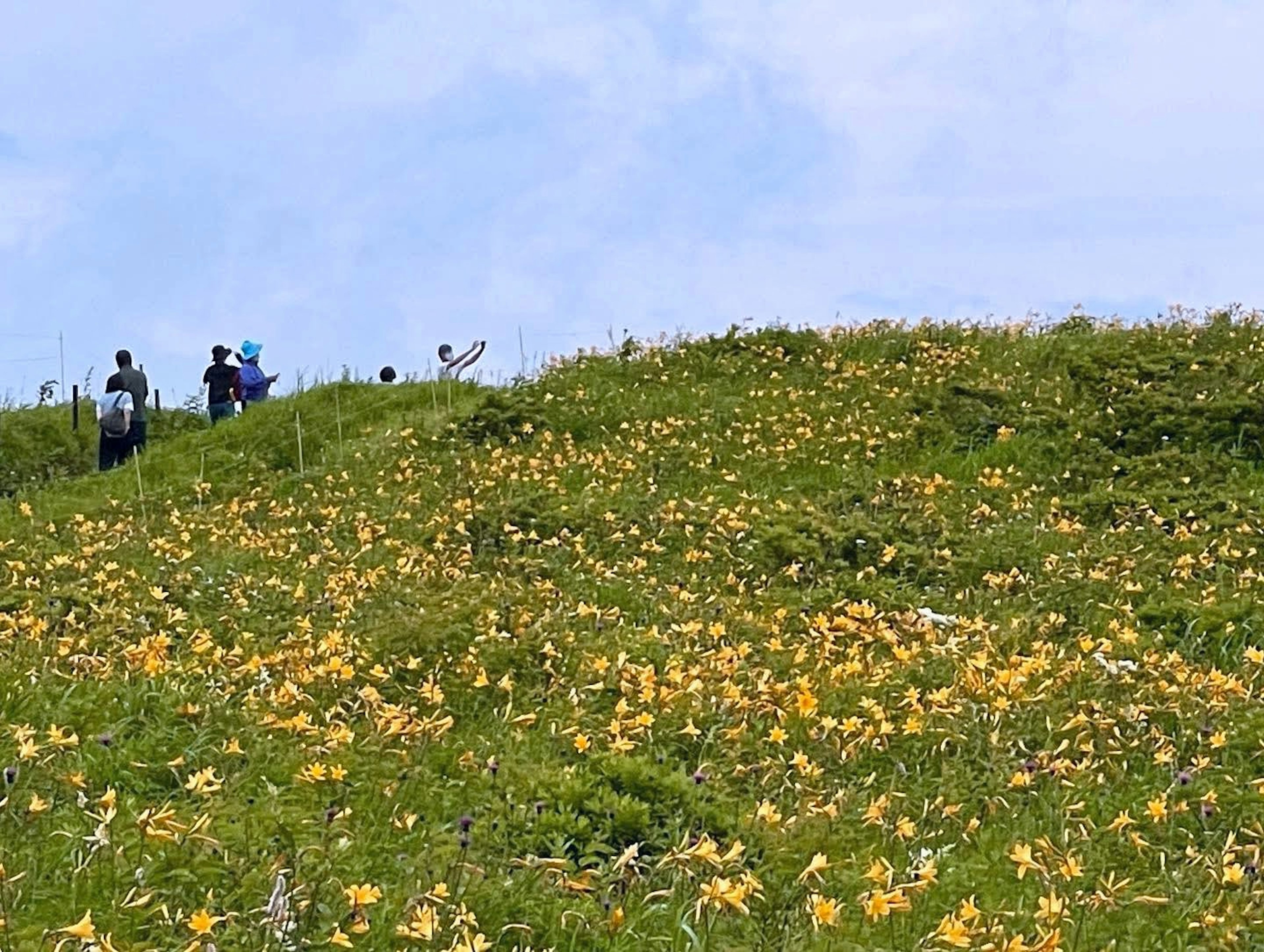 黄色い花が咲く丘で人々が散策している風景