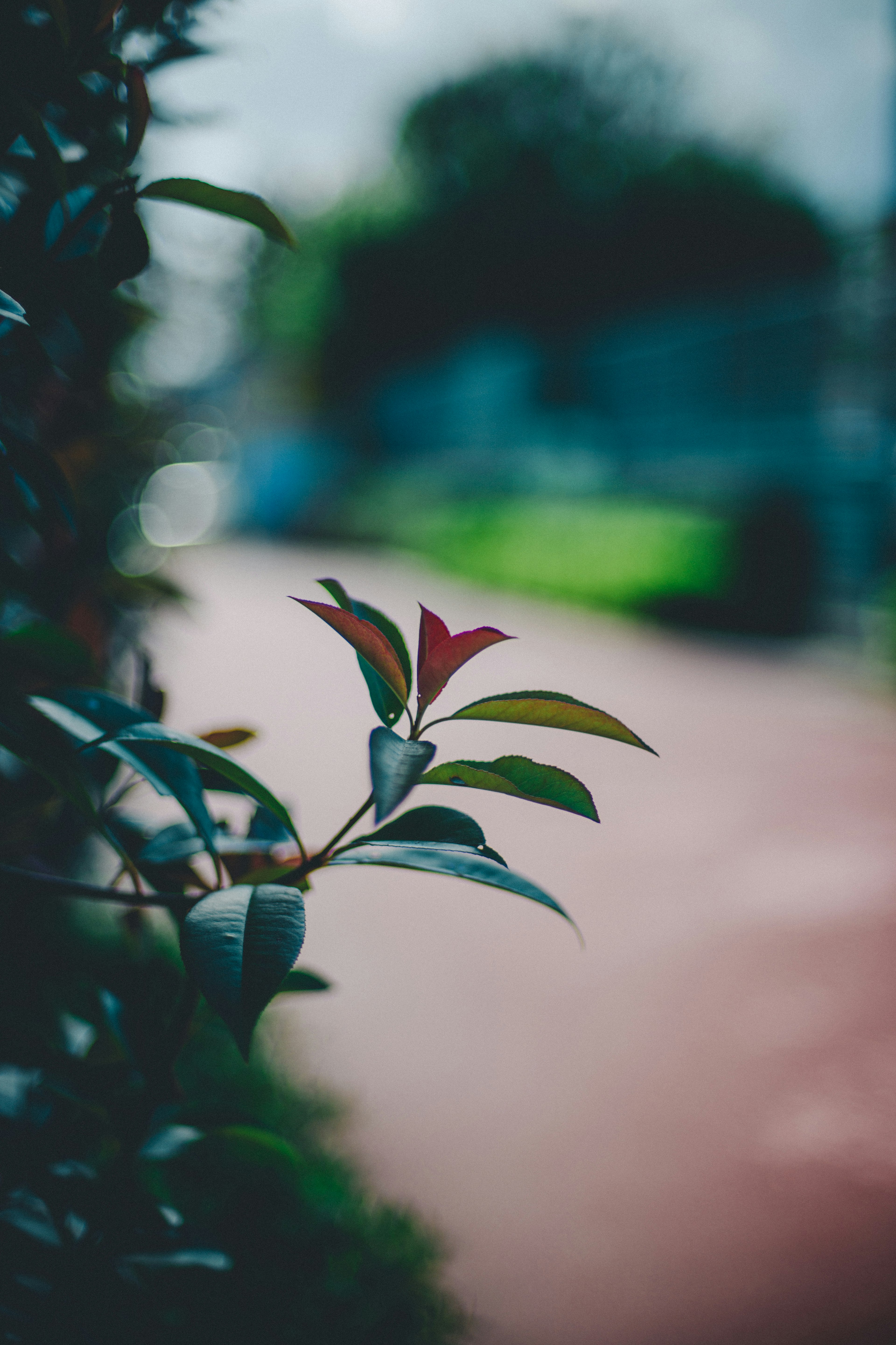 ぼやけた背景の中に鮮やかな葉がある植物のクローズアップ