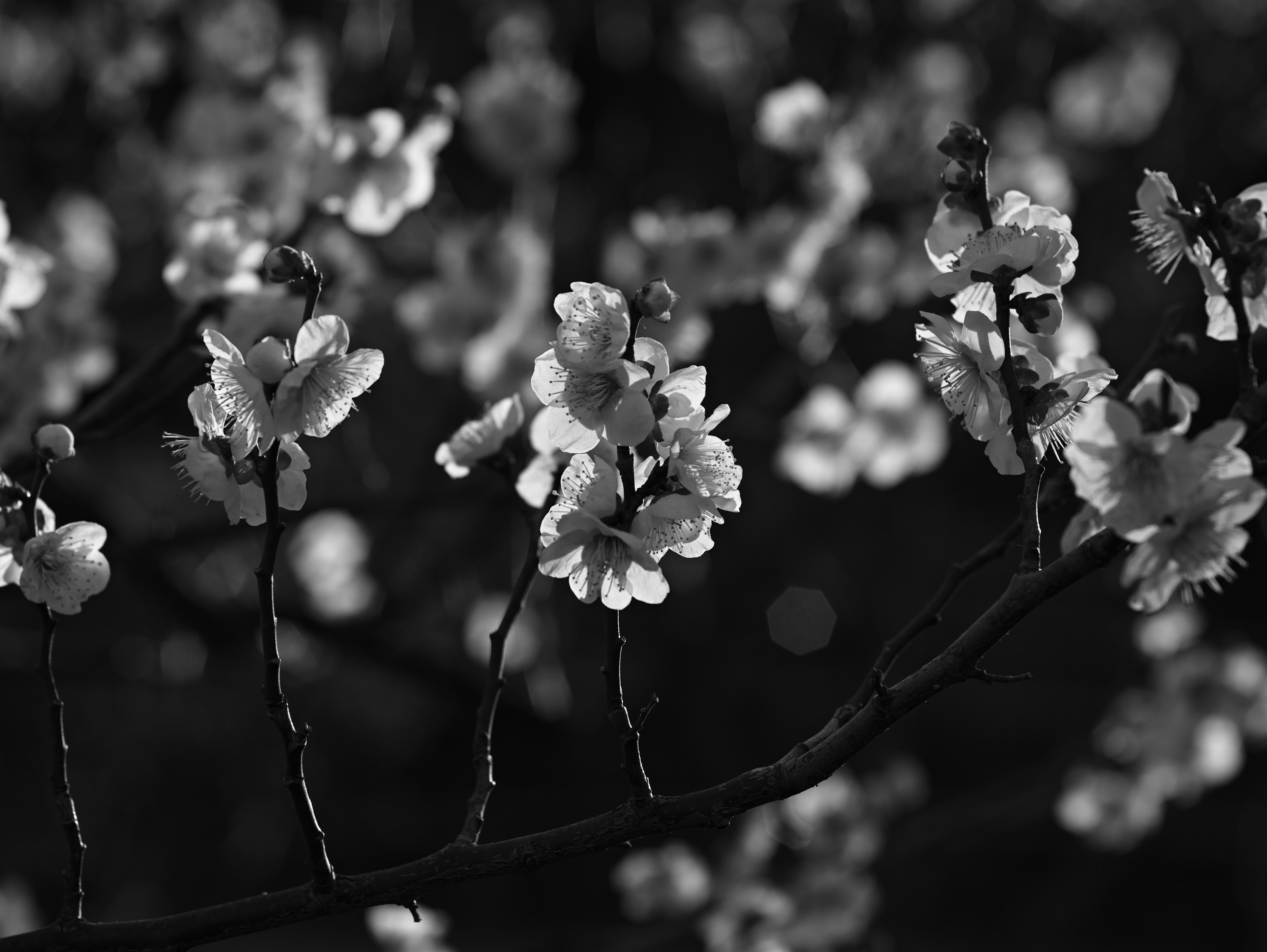 Acercamiento de flores de cerezo en una rama en blanco y negro