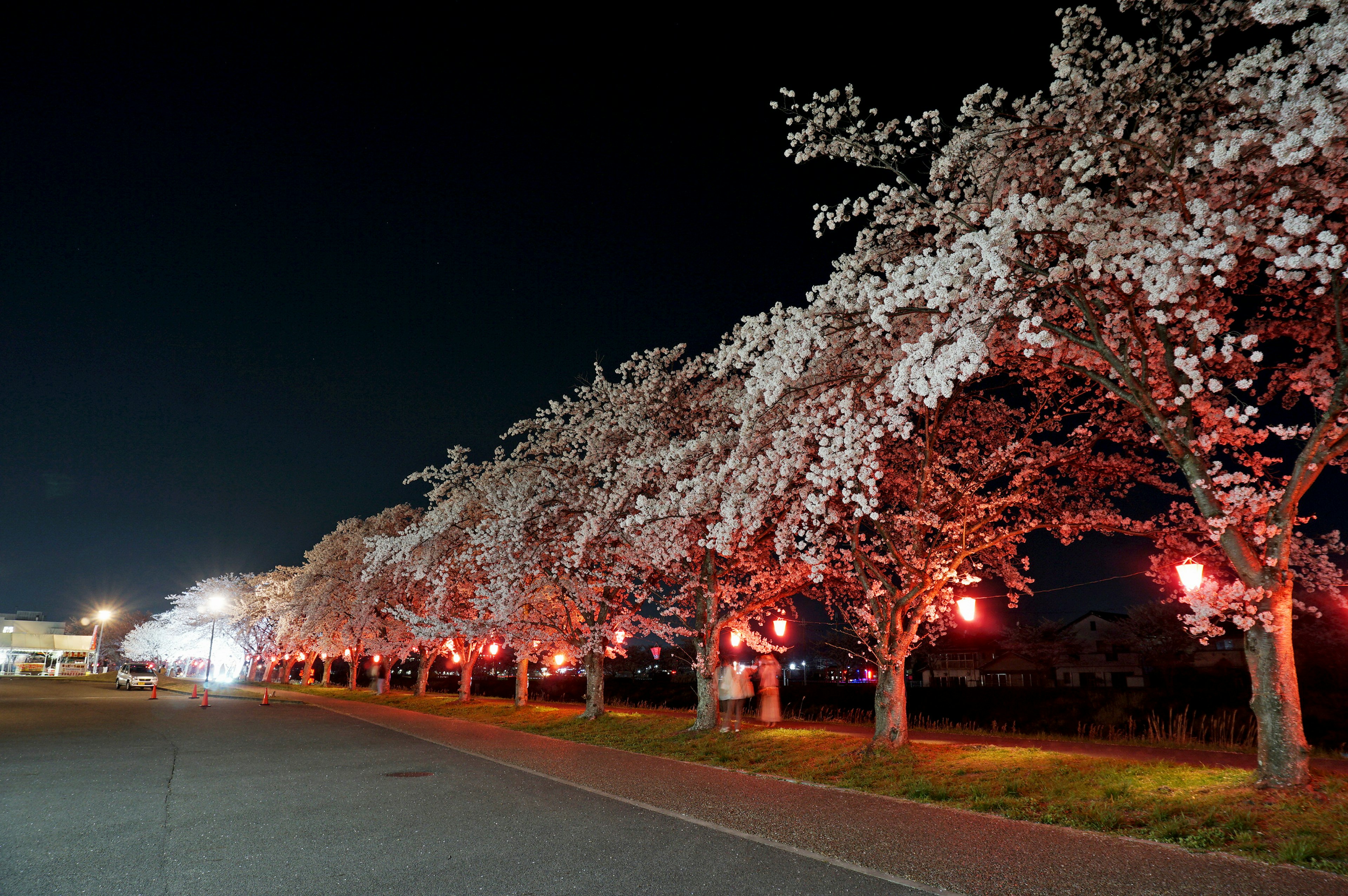 Viale di alberi di ciliegio illuminati di notte