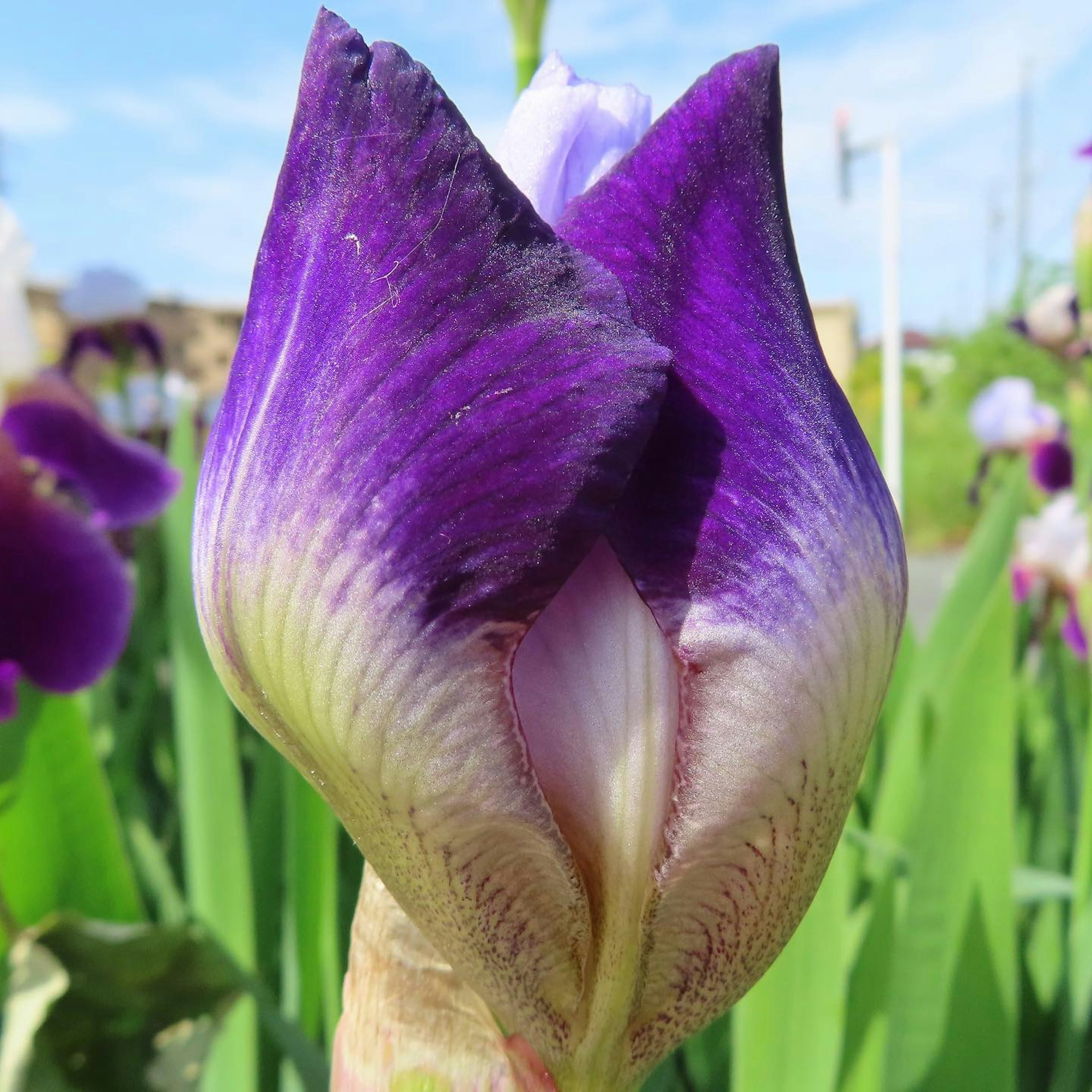 Hermoso capullo de iris púrpura a punto de florecer rodeado de hojas verdes