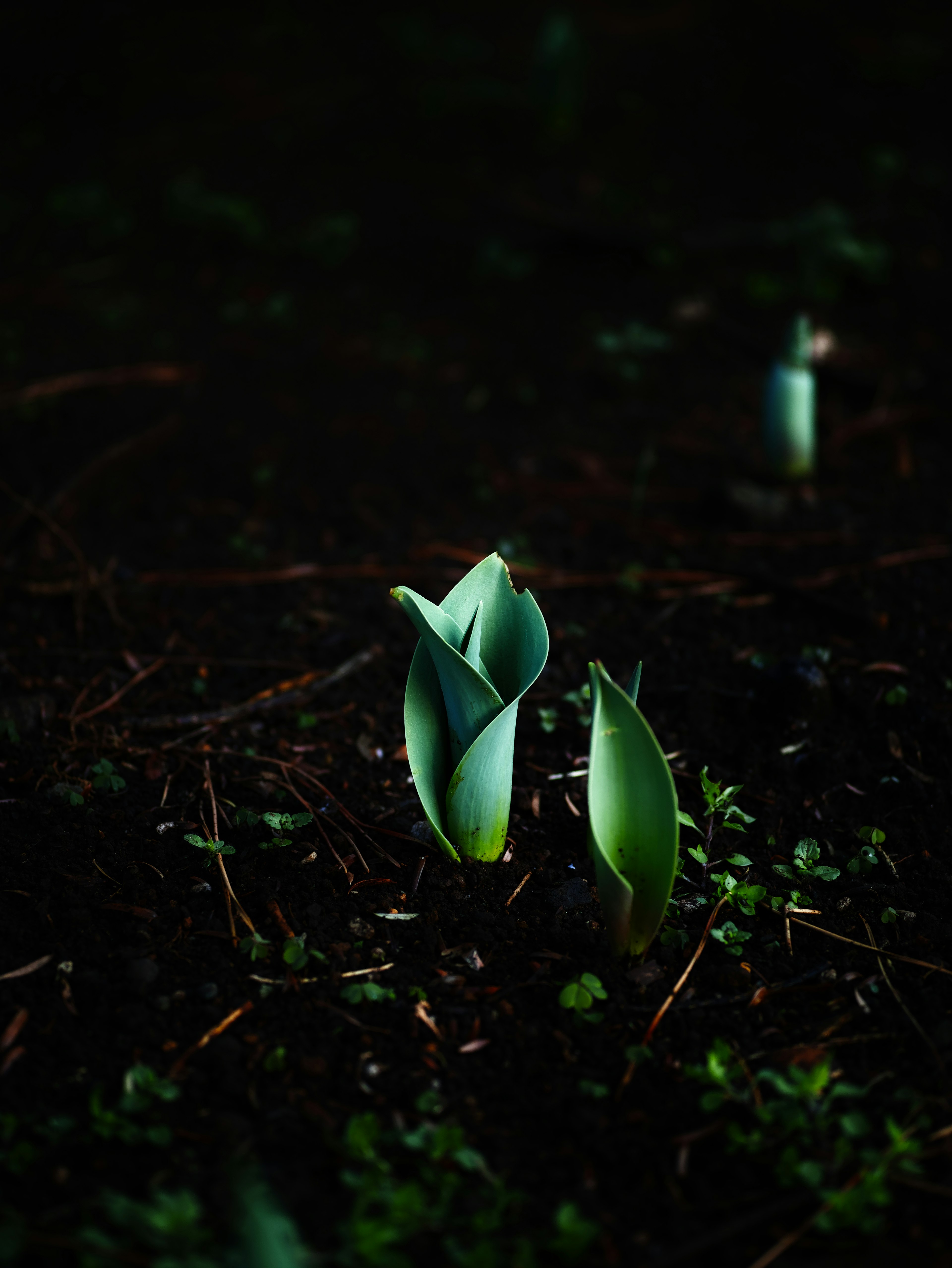 Zwei grüne Tulpenkeimlinge, die vor einem dunklen Hintergrund auftauchen