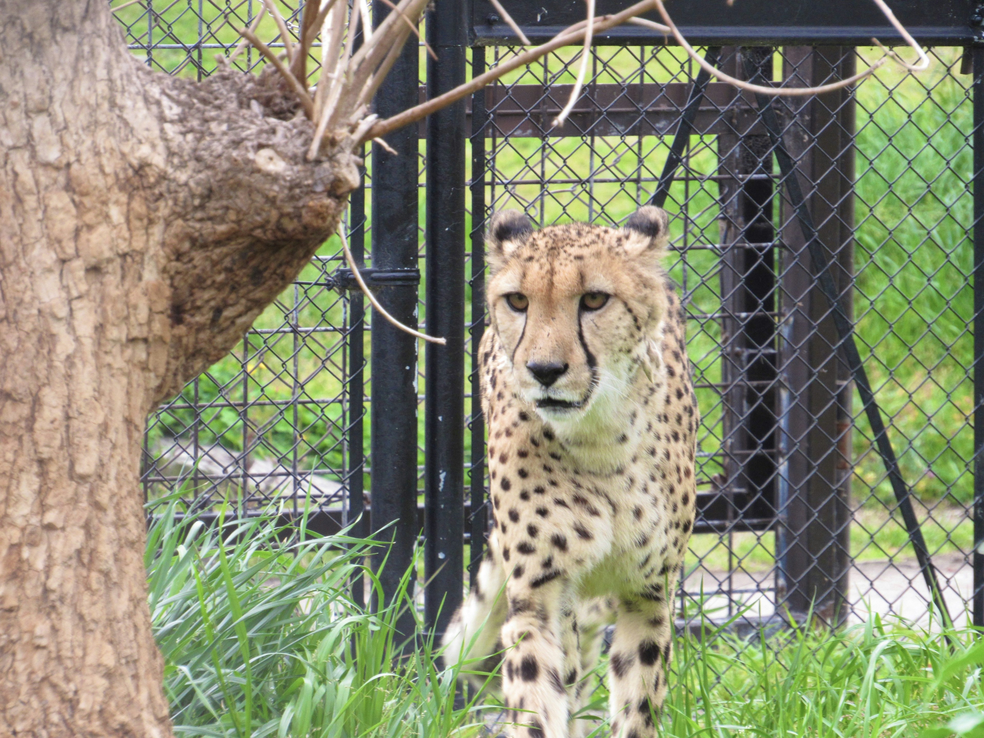 Cheetah with spotted coat standing near a fence