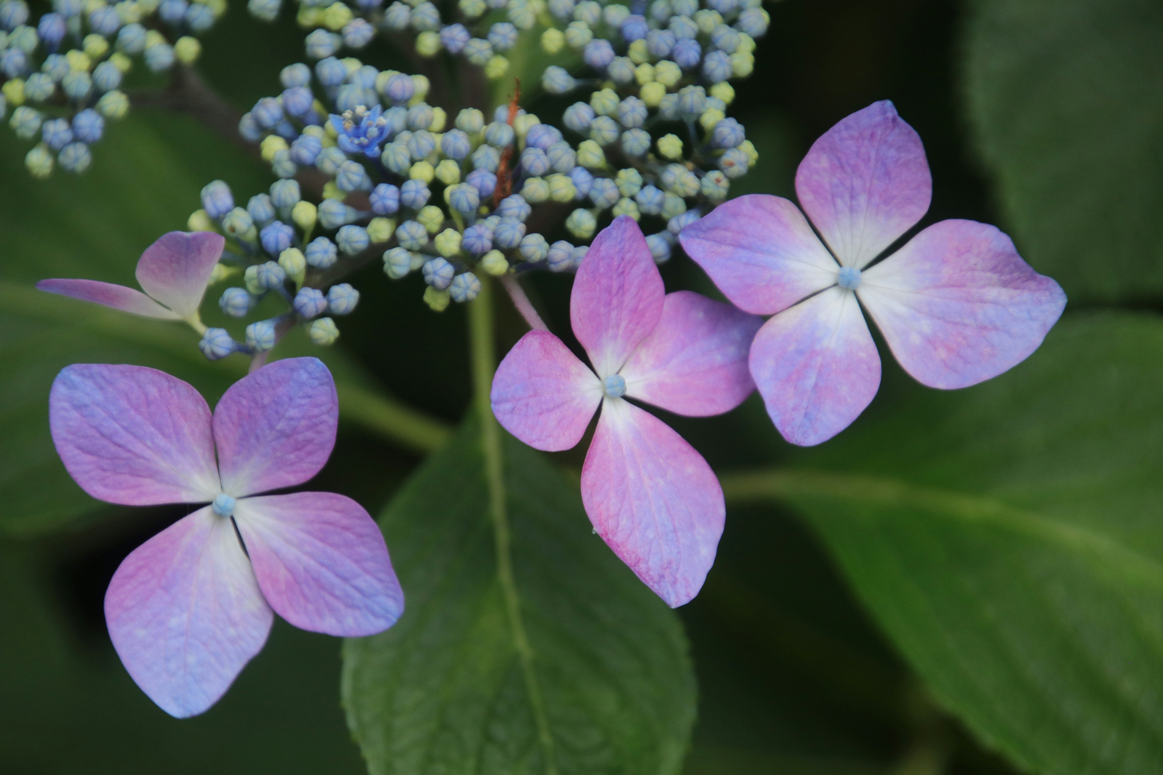 Pétalos de hortensia rodeados de pequeñas flores azules