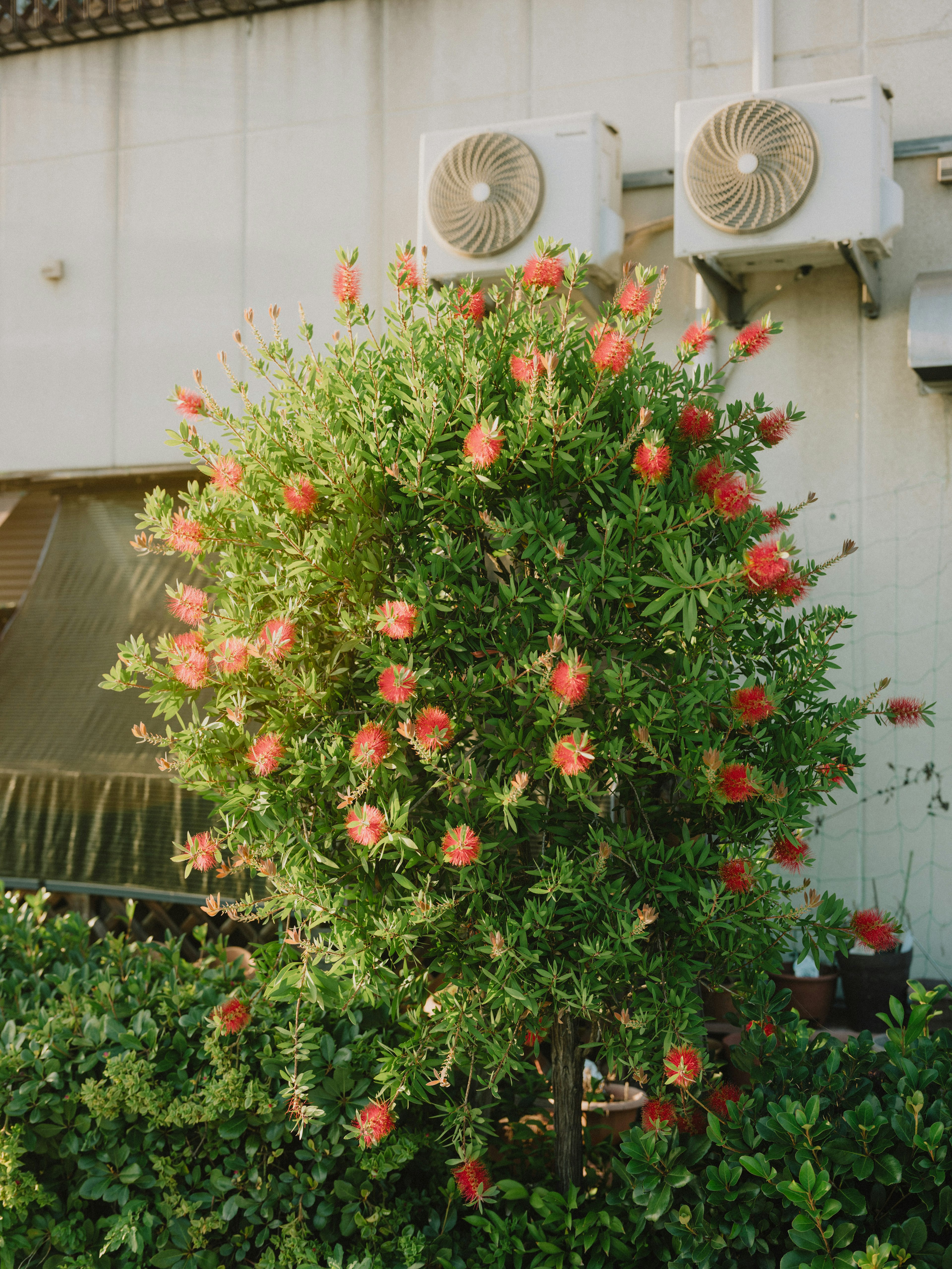 赤い花が咲く緑の木とエアコンがある建物の外観