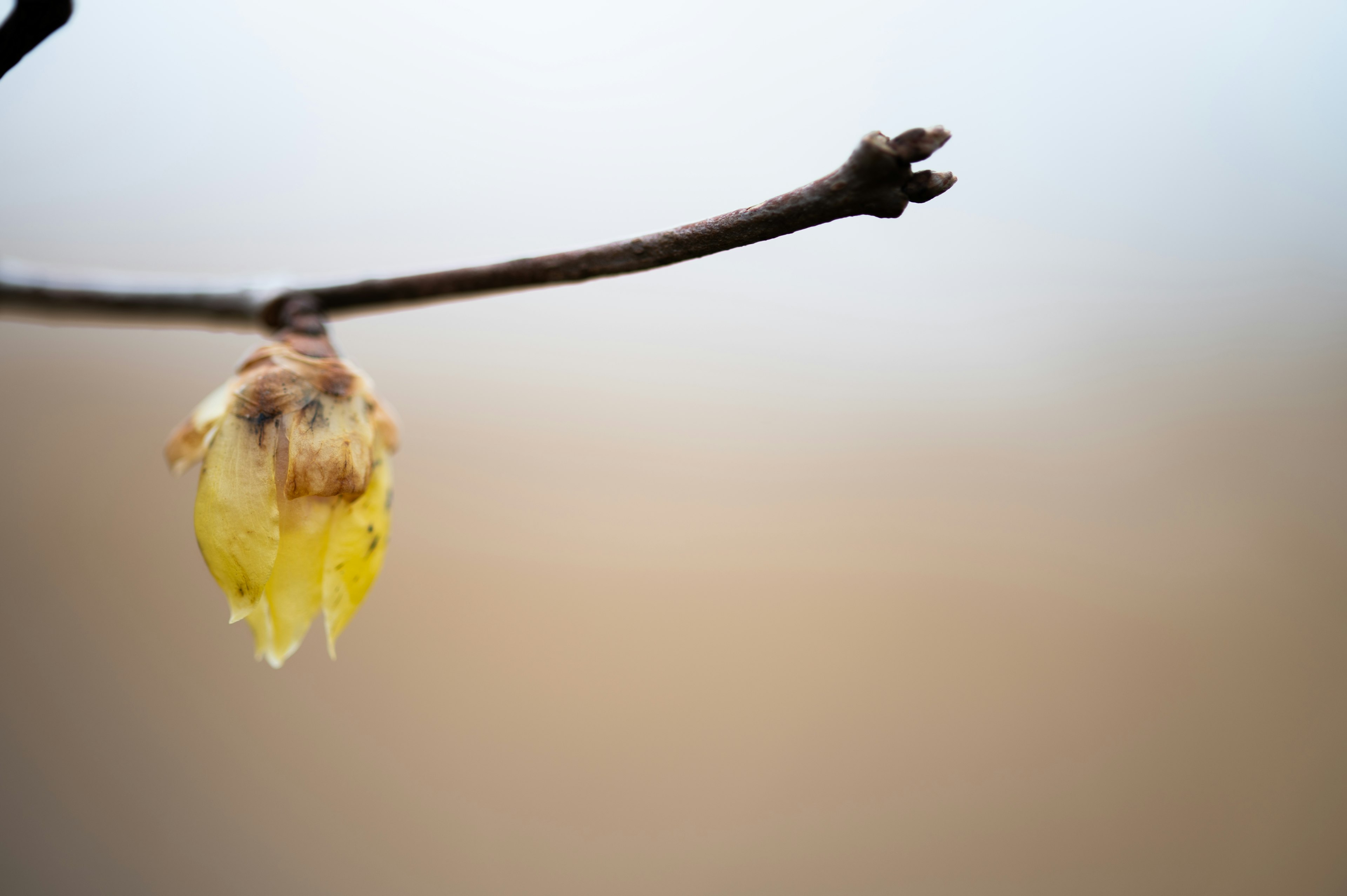 Bocciolo di fiore giallo su un ramo con sfondo sfocato