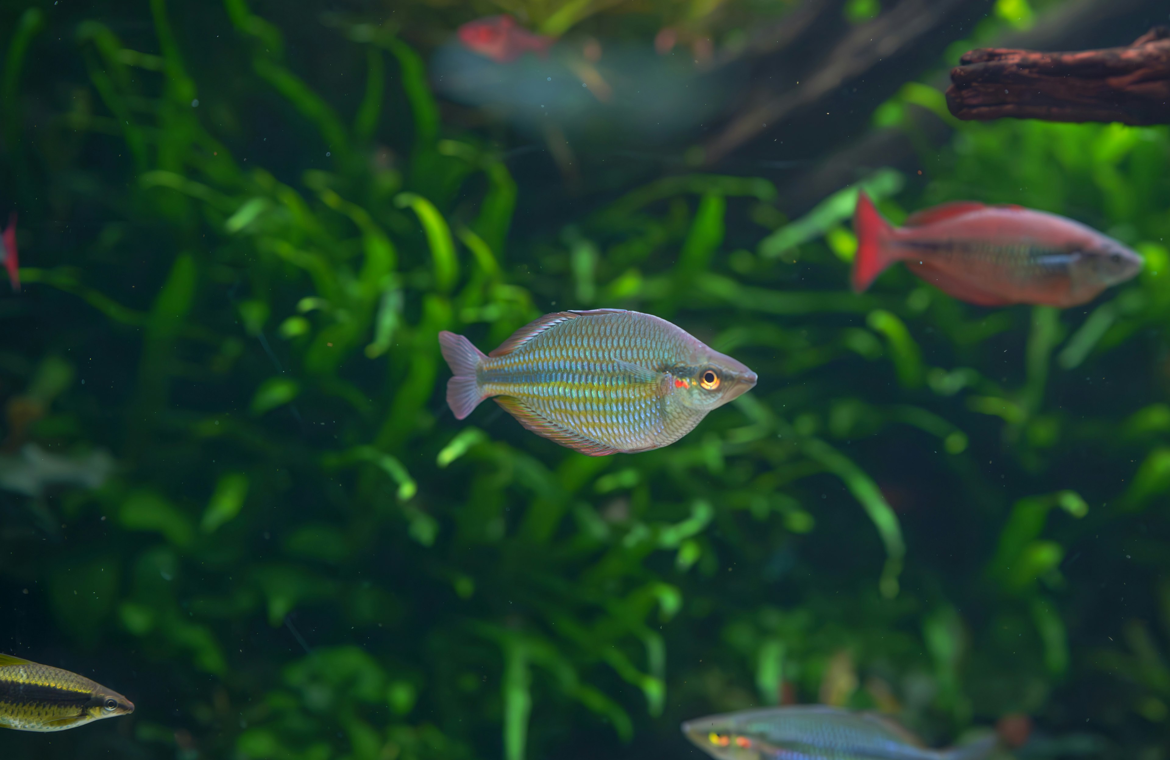 Flat fish swimming in an aquarium with green aquatic plants