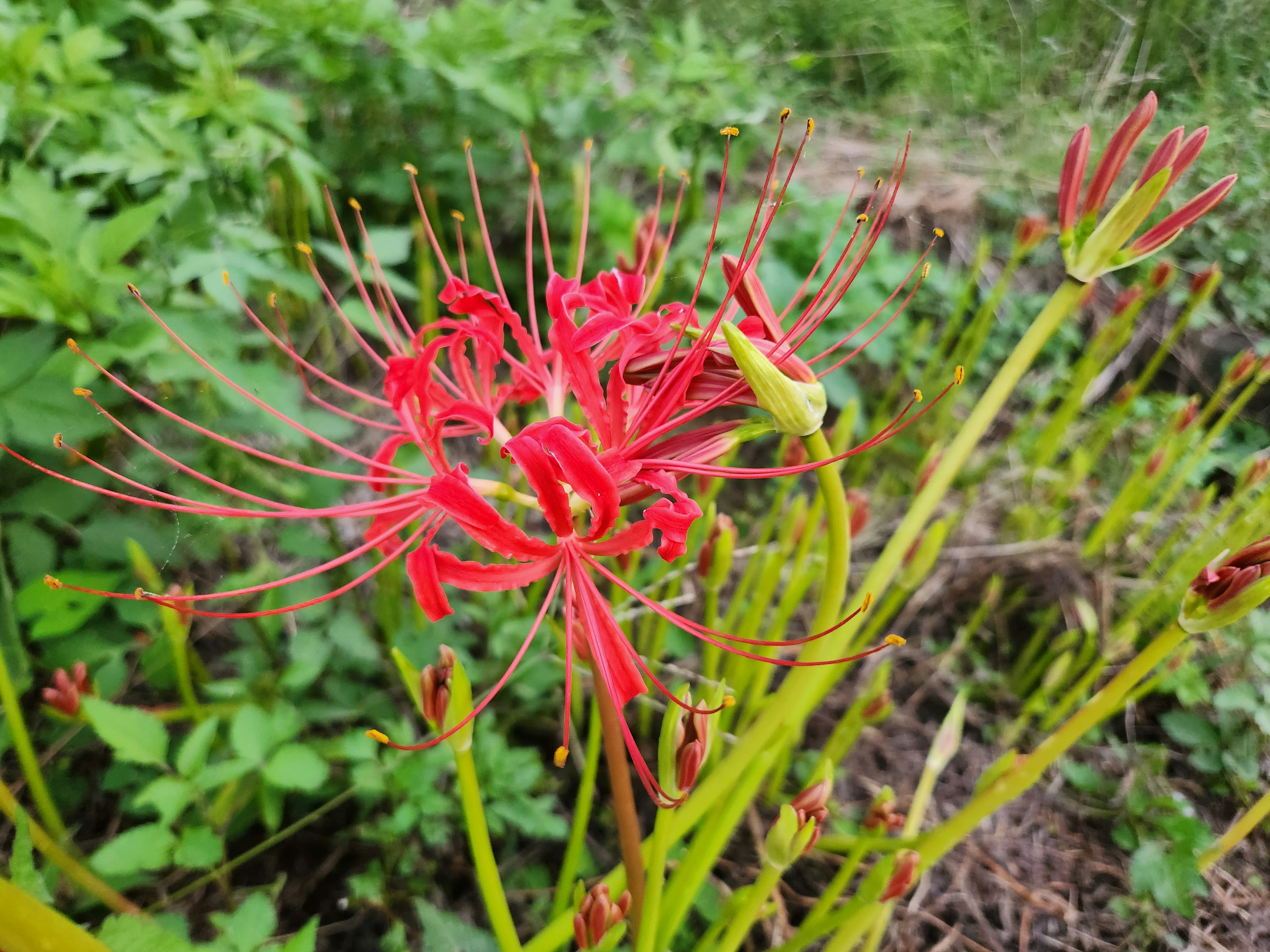 赤い花が咲いている植物のクローズアップ 緑の背景に映える花弁