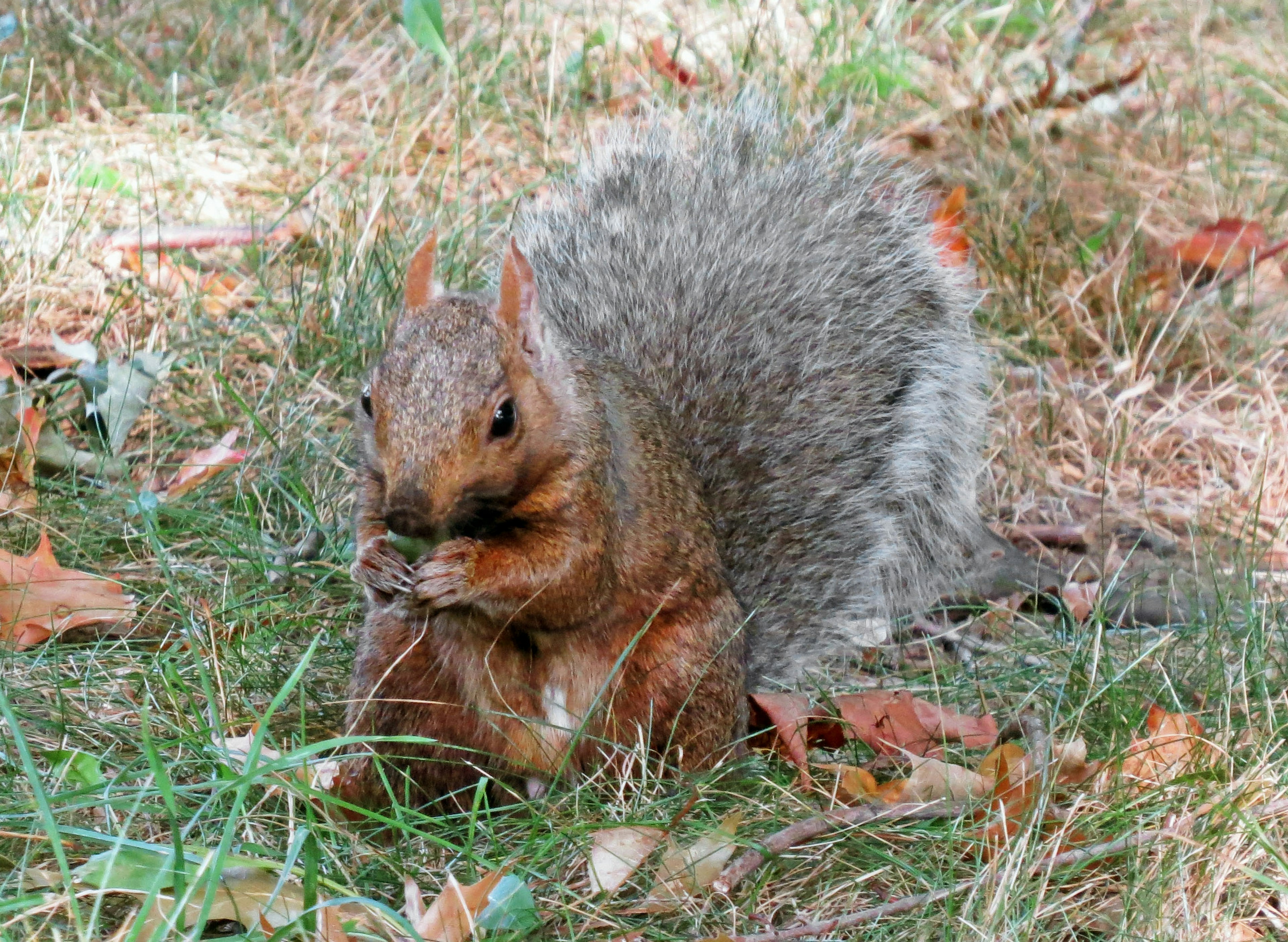 Squirrel eating food on the grass