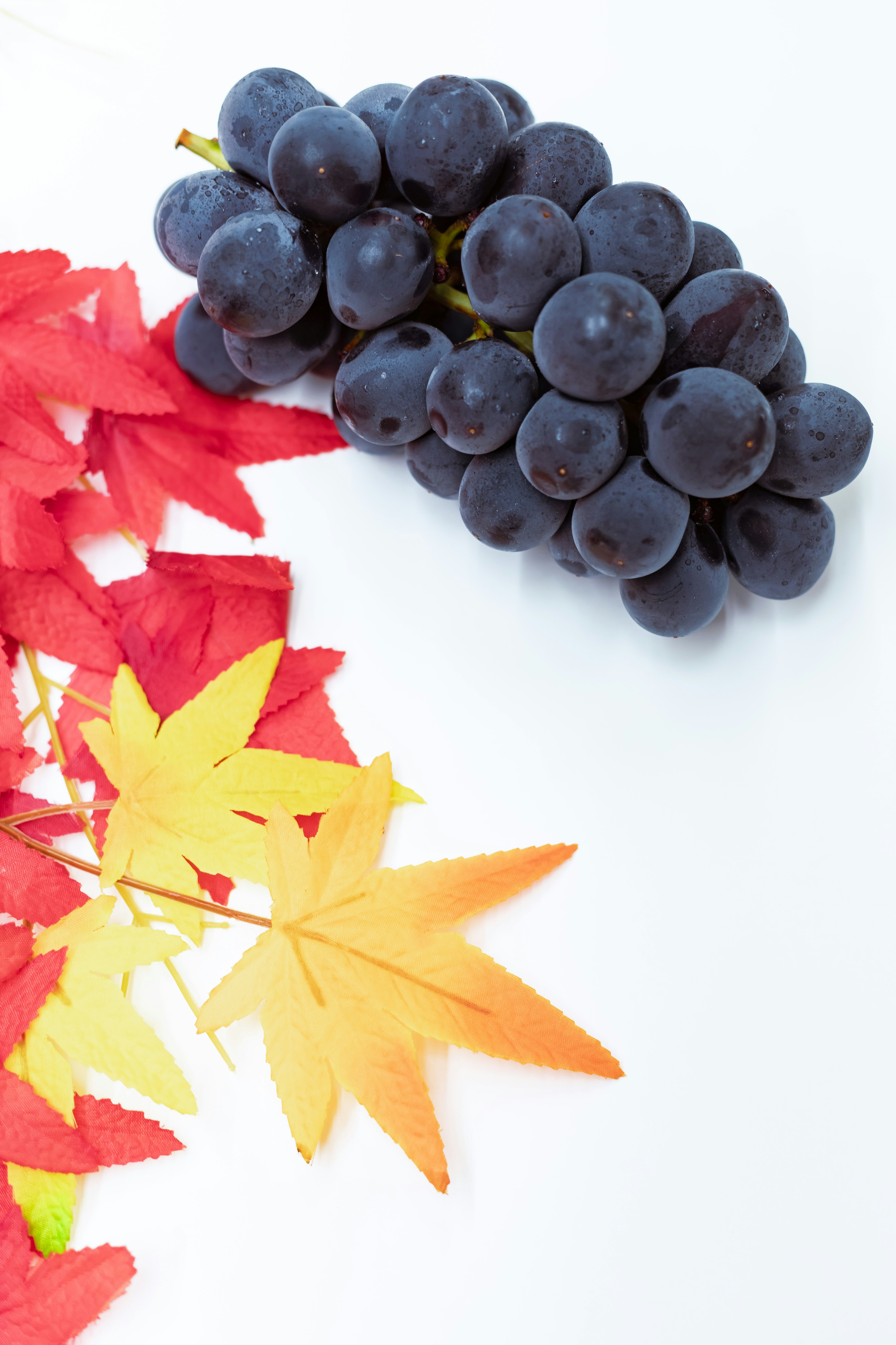 A cluster of dark grapes beside colorful autumn leaves