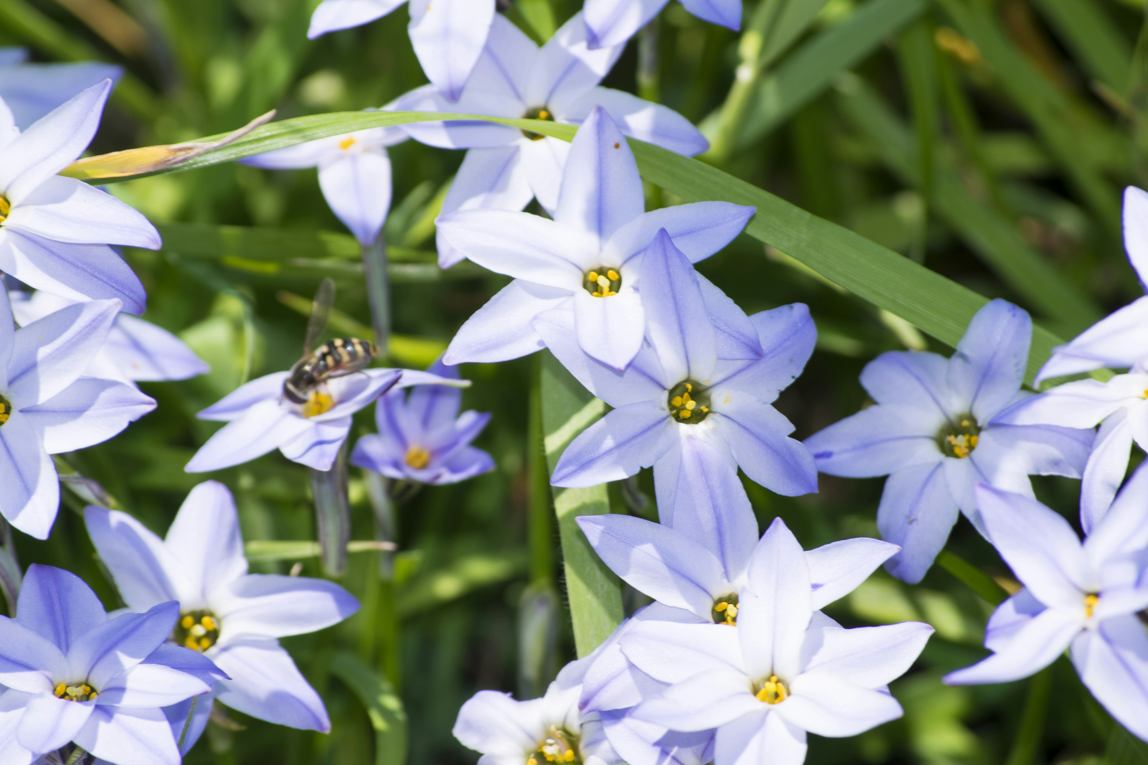 Un grupo de flores azules con hojas verdes y un pequeño insecto volando