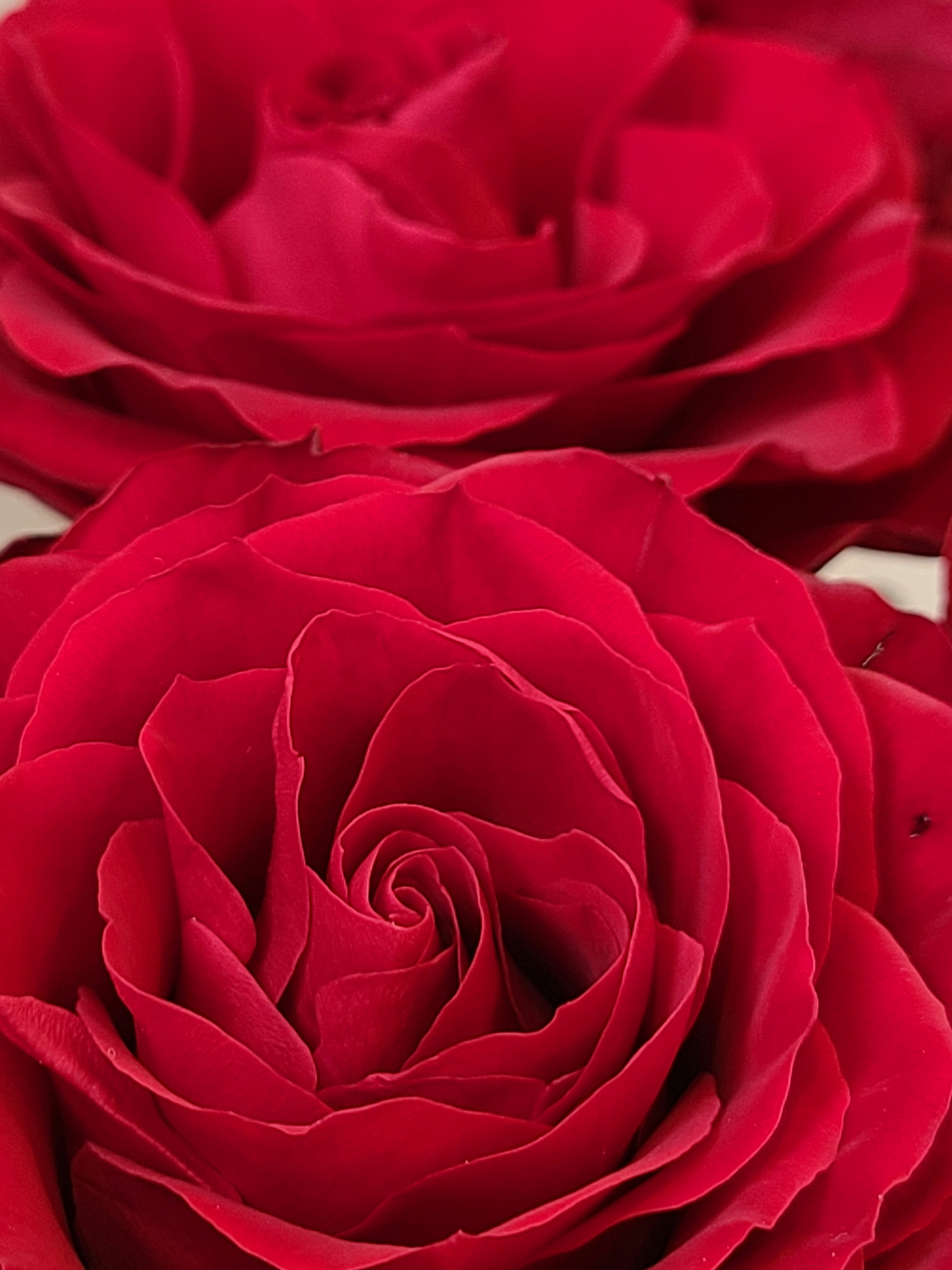 Close-up of two vibrant red rose flowers