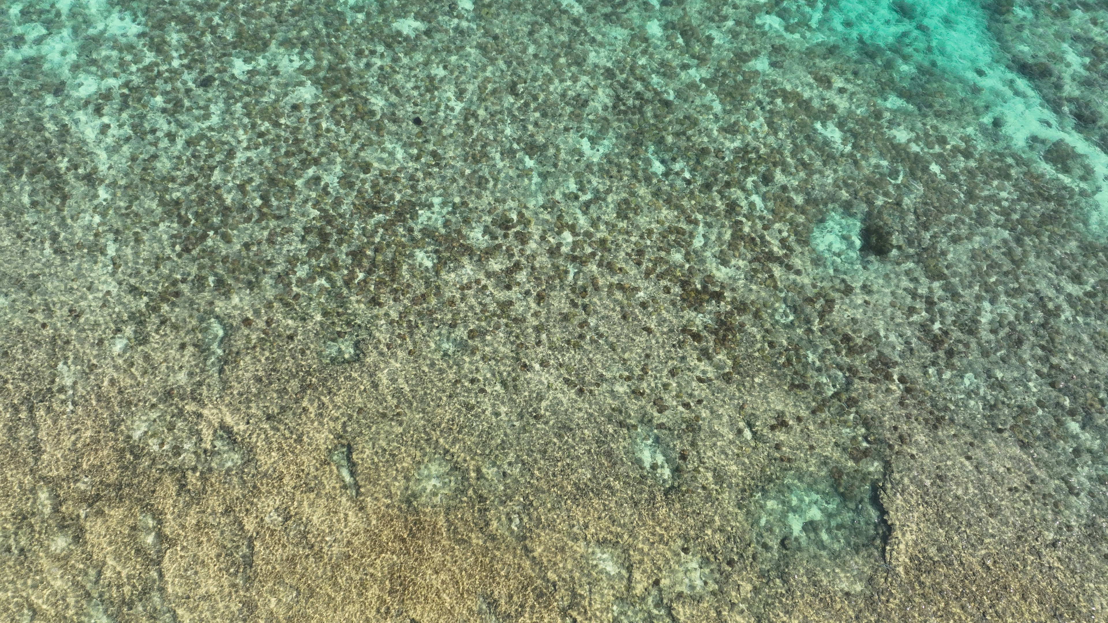 Immagine che mostra la texture dei coralli e delle alghe sul fondo dell'oceano