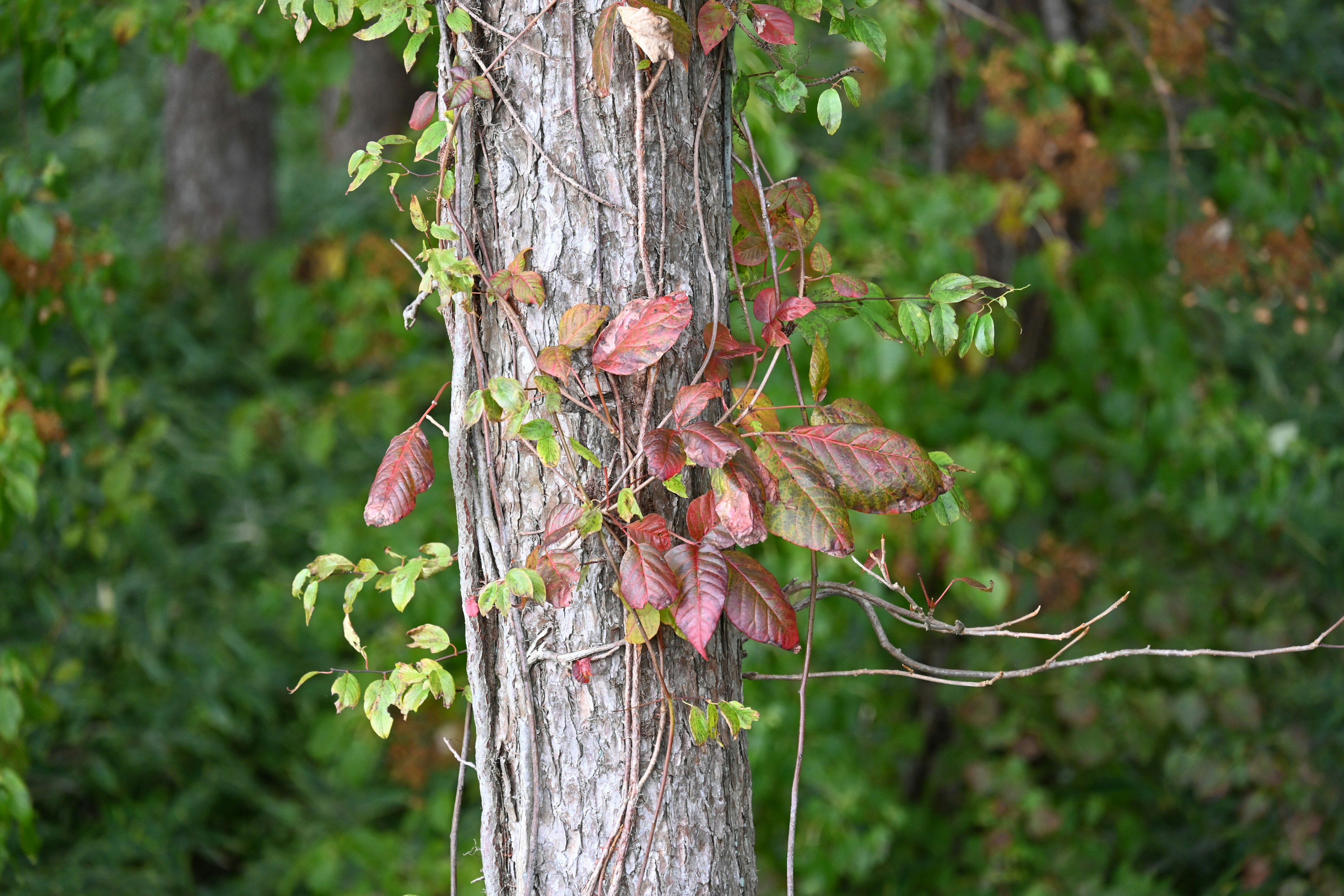 Feuilles rouges et vignes vertes enroulées autour d'un tronc d'arbre