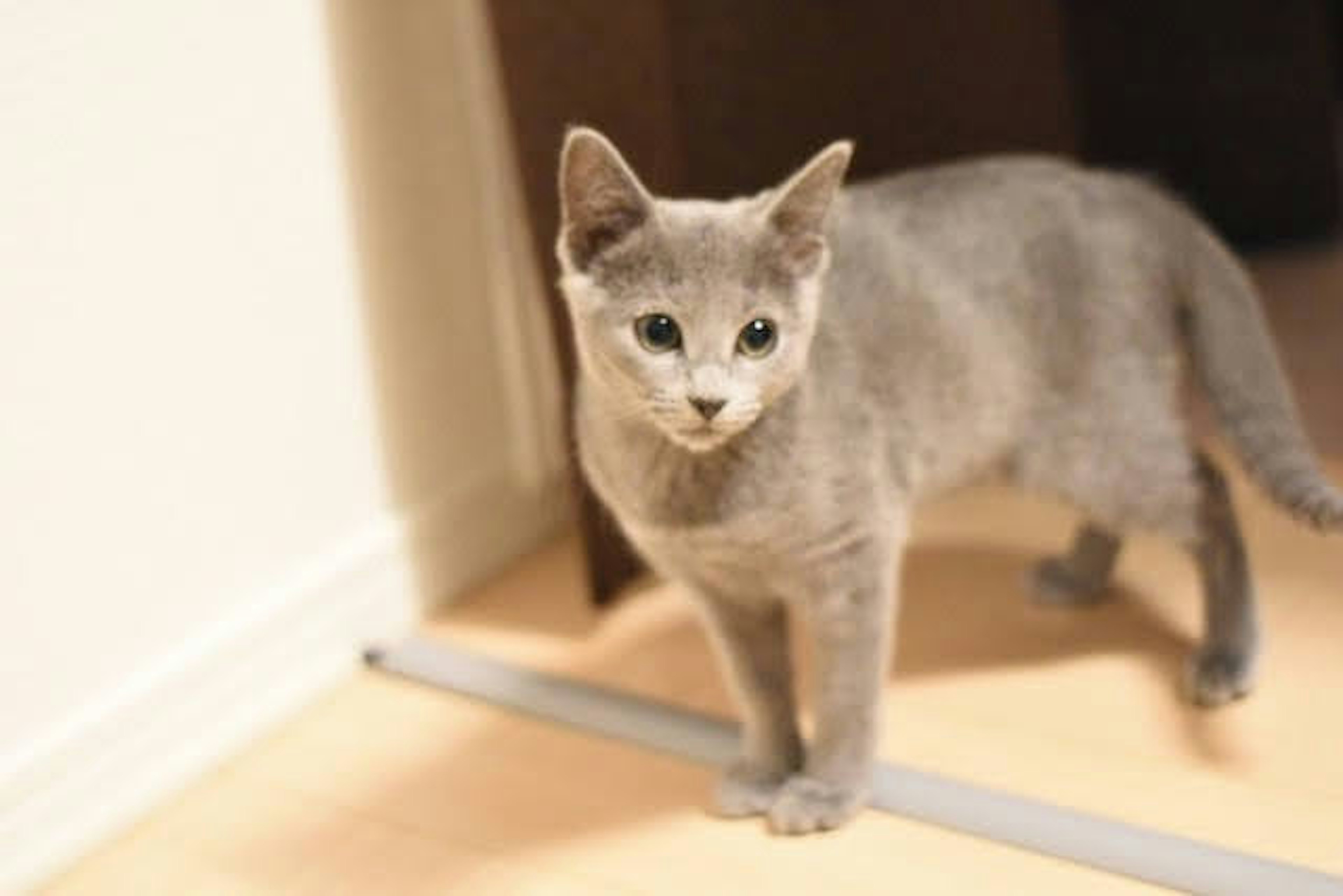 Gato gris caminando en una habitación