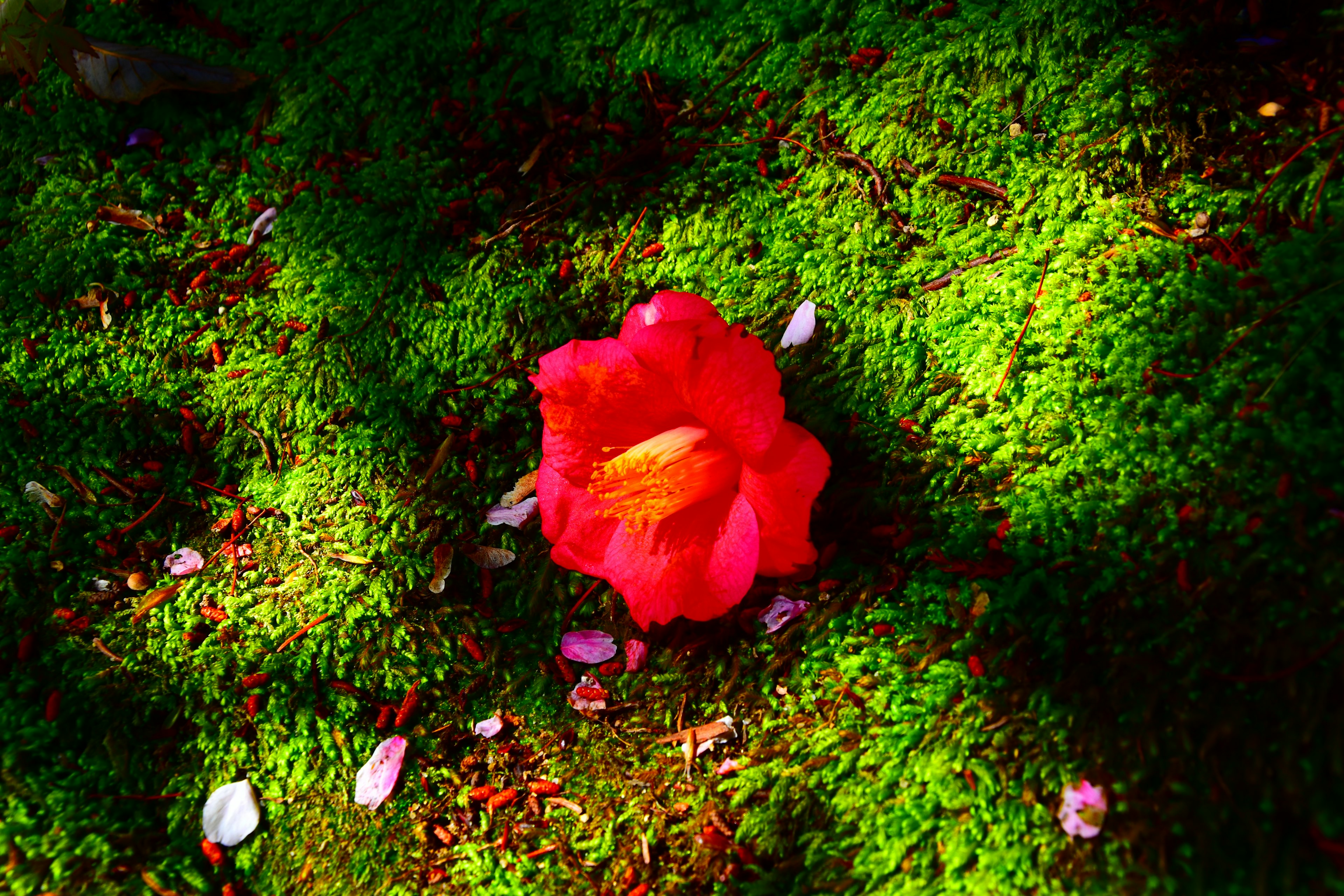 A vibrant red flower on lush green moss with fallen petals around