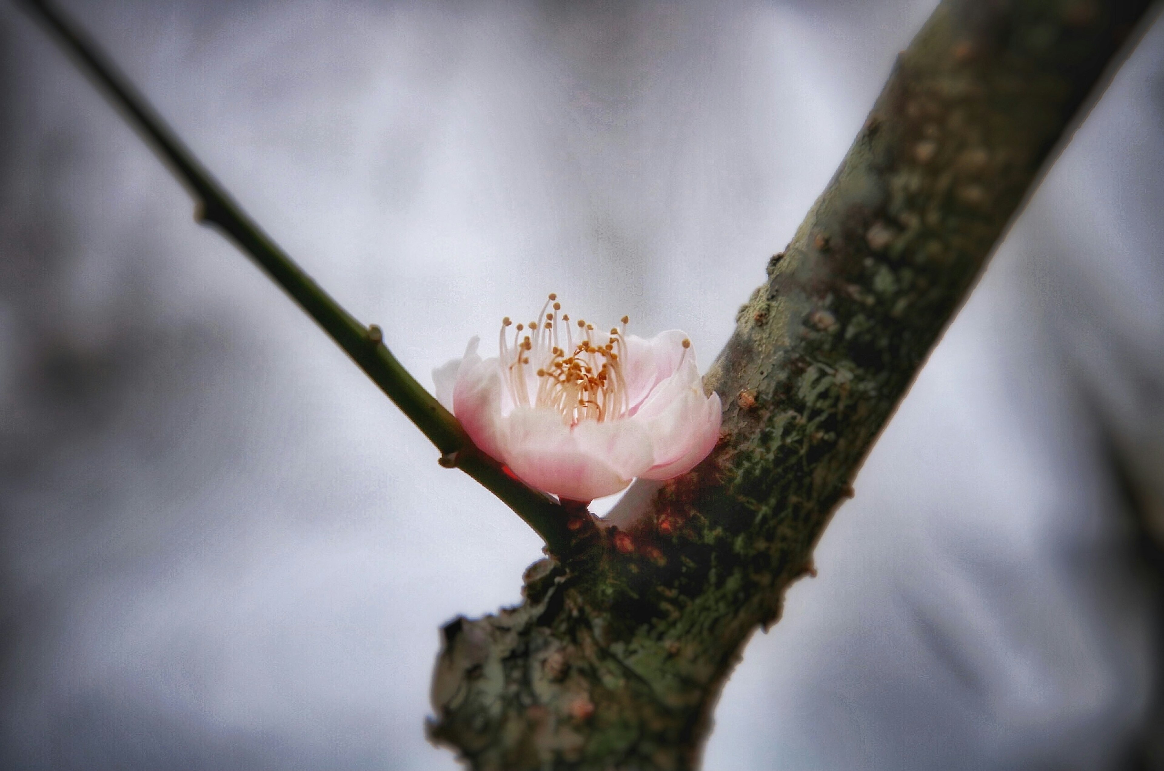 A small pink flower blooming on a branch